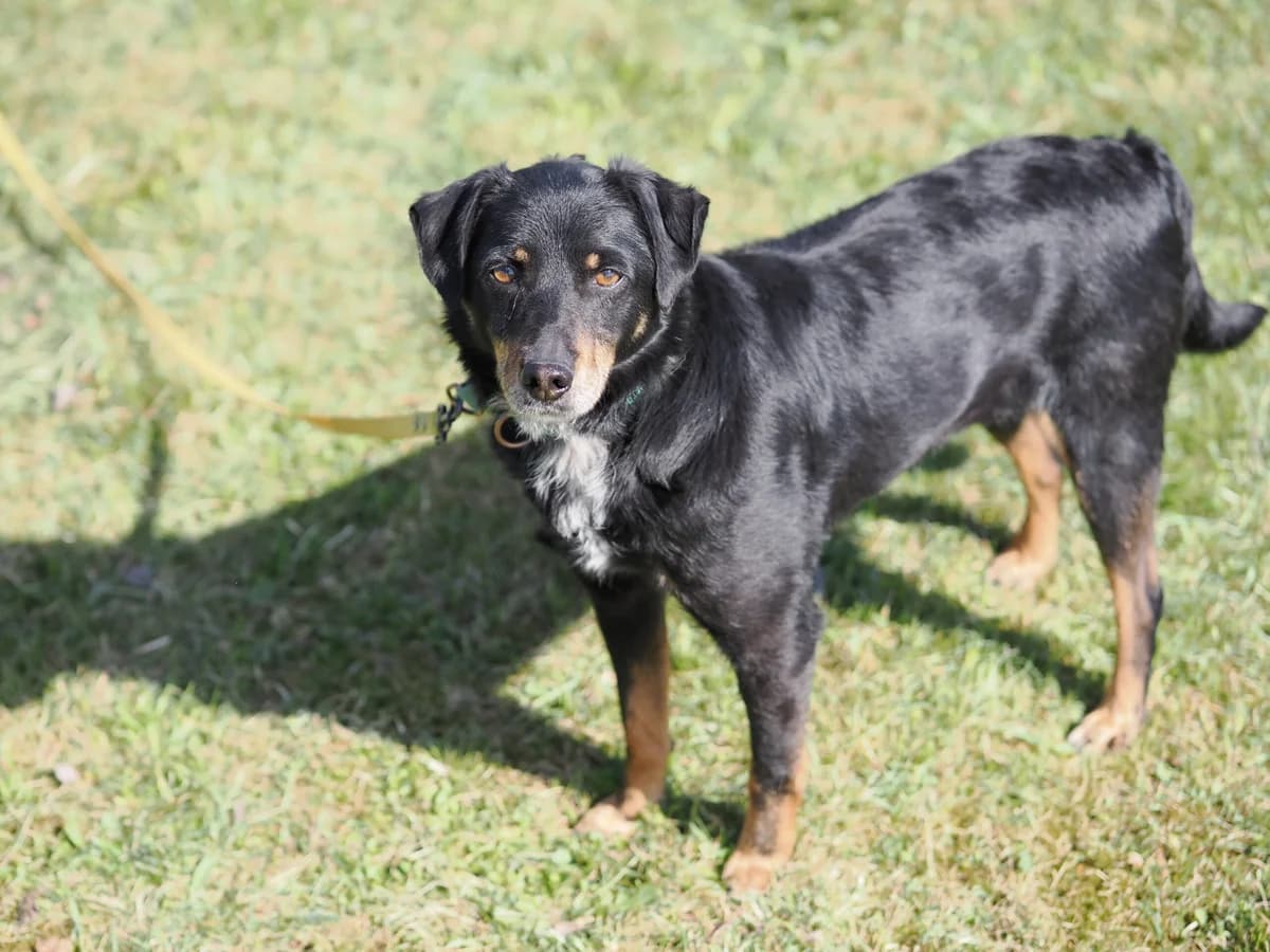 Relaksas,  Mixed Breed for adoption at SOS Gyvūnai, Šalčininkų r. sav.