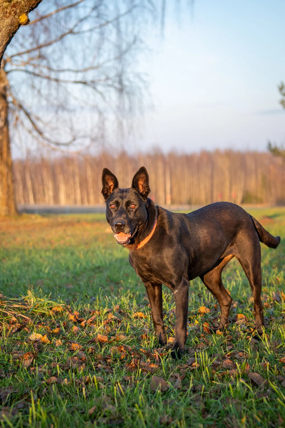 Etna,  Mixed Breed for adoption at SOS Gyvūnai, Šalčininkų r. sav.