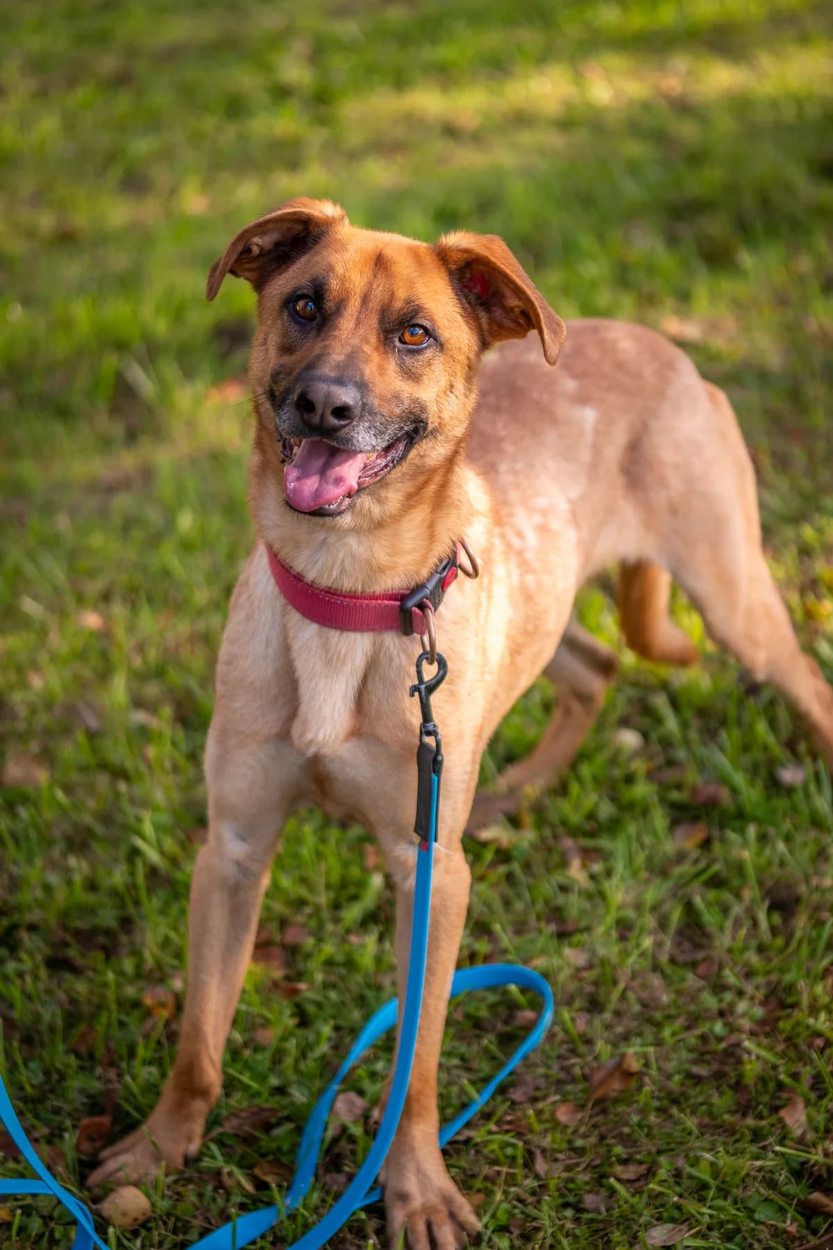 Litis,  Mixed Breed for adoption at SOS Gyvūnai, Šalčininkų r. sav.