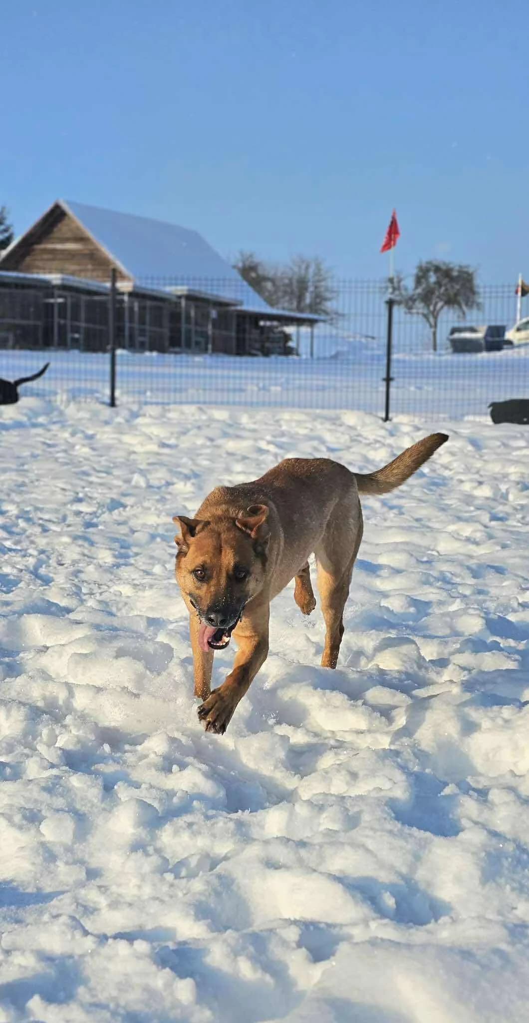 Litis,  Mixed Breed for adoption at SOS Gyvūnai, Šalčininkų r. sav. — photo 2 of 8