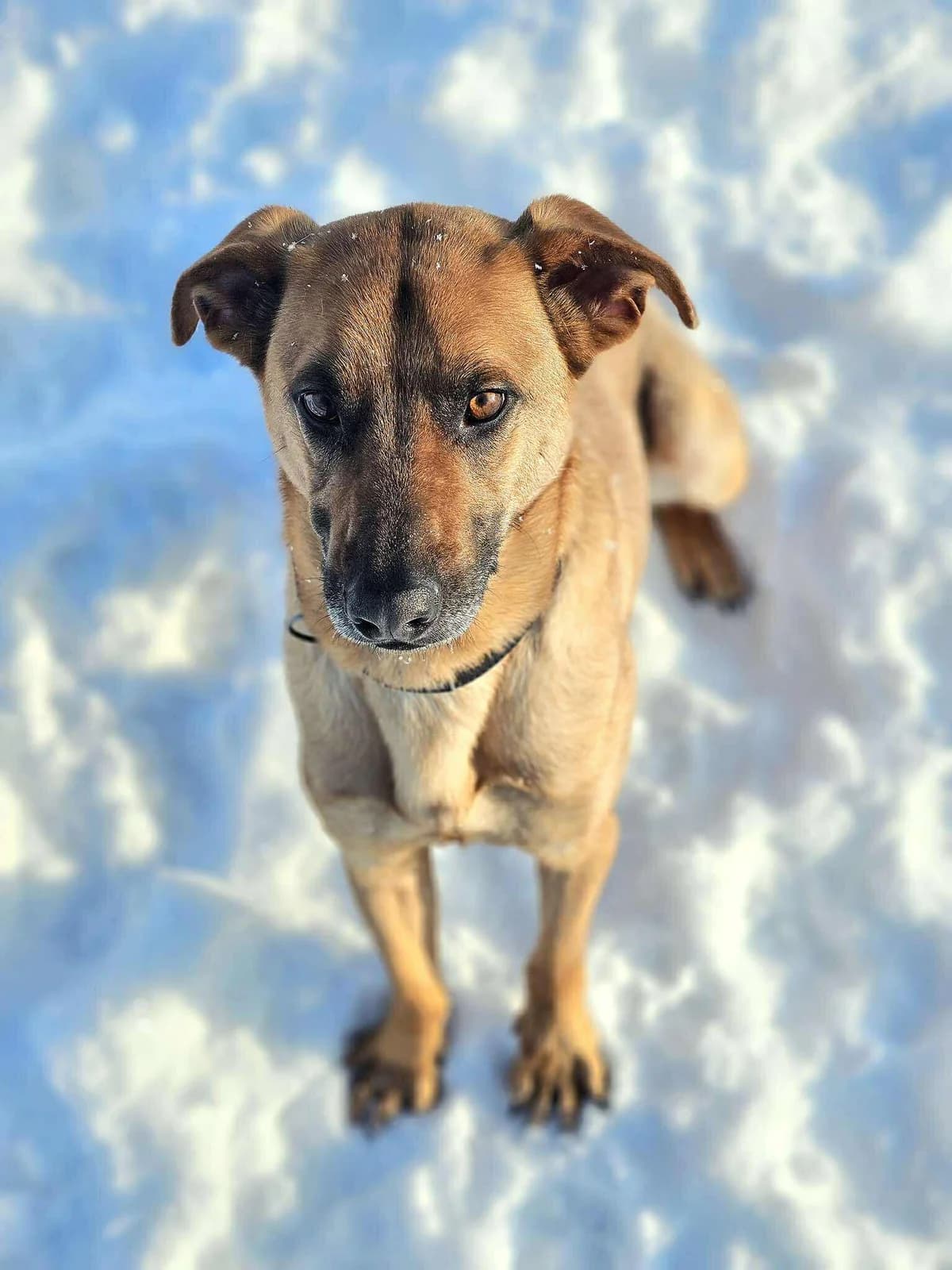 Litis,  Mixed Breed for adoption at SOS Gyvūnai, Šalčininkų r. sav. — photo 3 of 8