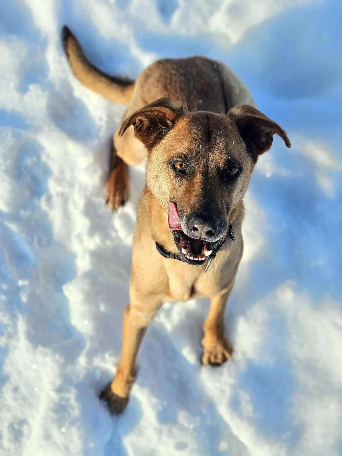 Litis,  Mixed Breed for adoption at SOS Gyvūnai, Šalčininkų r. sav. — photo 4 of 8