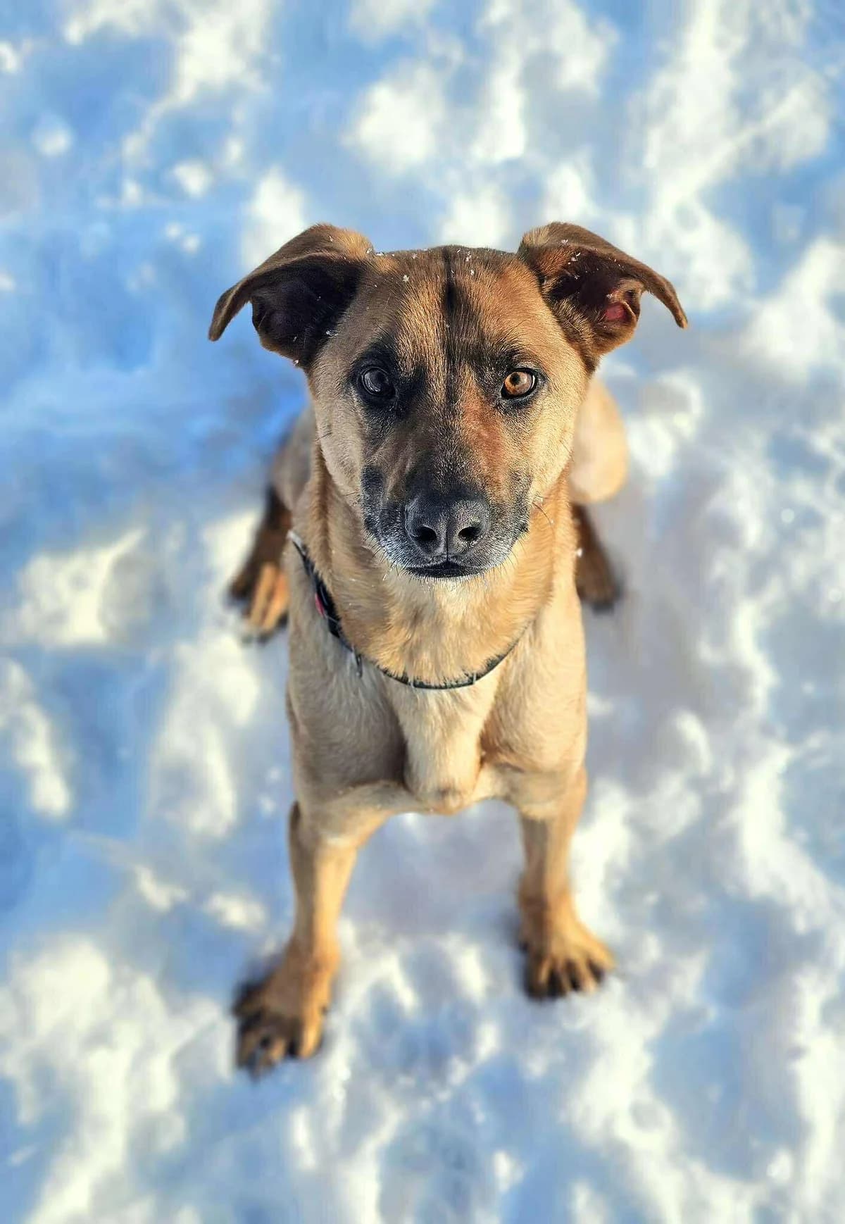 Litis,  Mixed Breed for adoption at SOS Gyvūnai, Šalčininkų r. sav. — photo 5 of 8