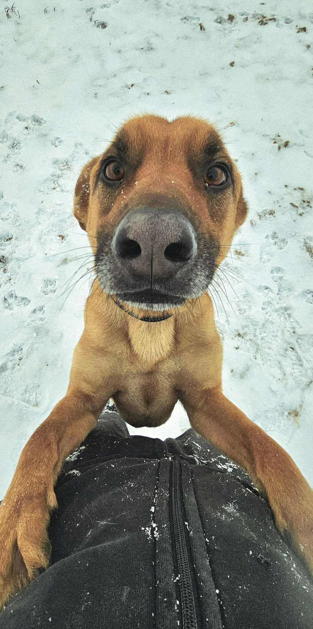 Litis,  Mixed Breed for adoption at SOS Gyvūnai, Šalčininkų r. sav. — photo 6 of 8