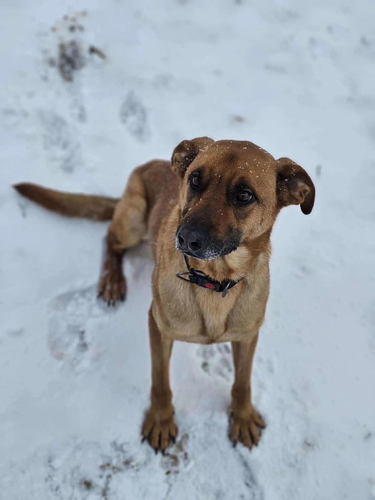 Litis,  Mixed Breed for adoption at SOS Gyvūnai, Šalčininkų r. sav. — photo 7 of 8