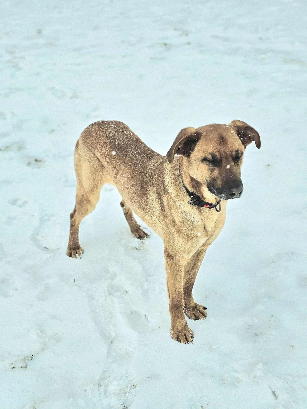 Litis,  Mixed Breed for adoption at SOS Gyvūnai, Šalčininkų r. sav. — photo 8 of 8