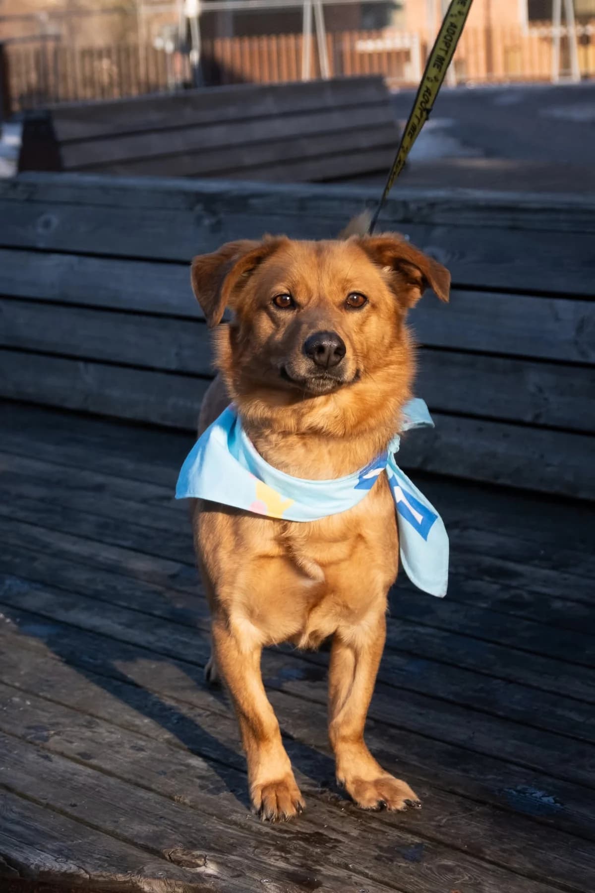 Rosas,  Mixed Breed for adoption at SOS Gyvūnai, Šalčininkų r. sav.