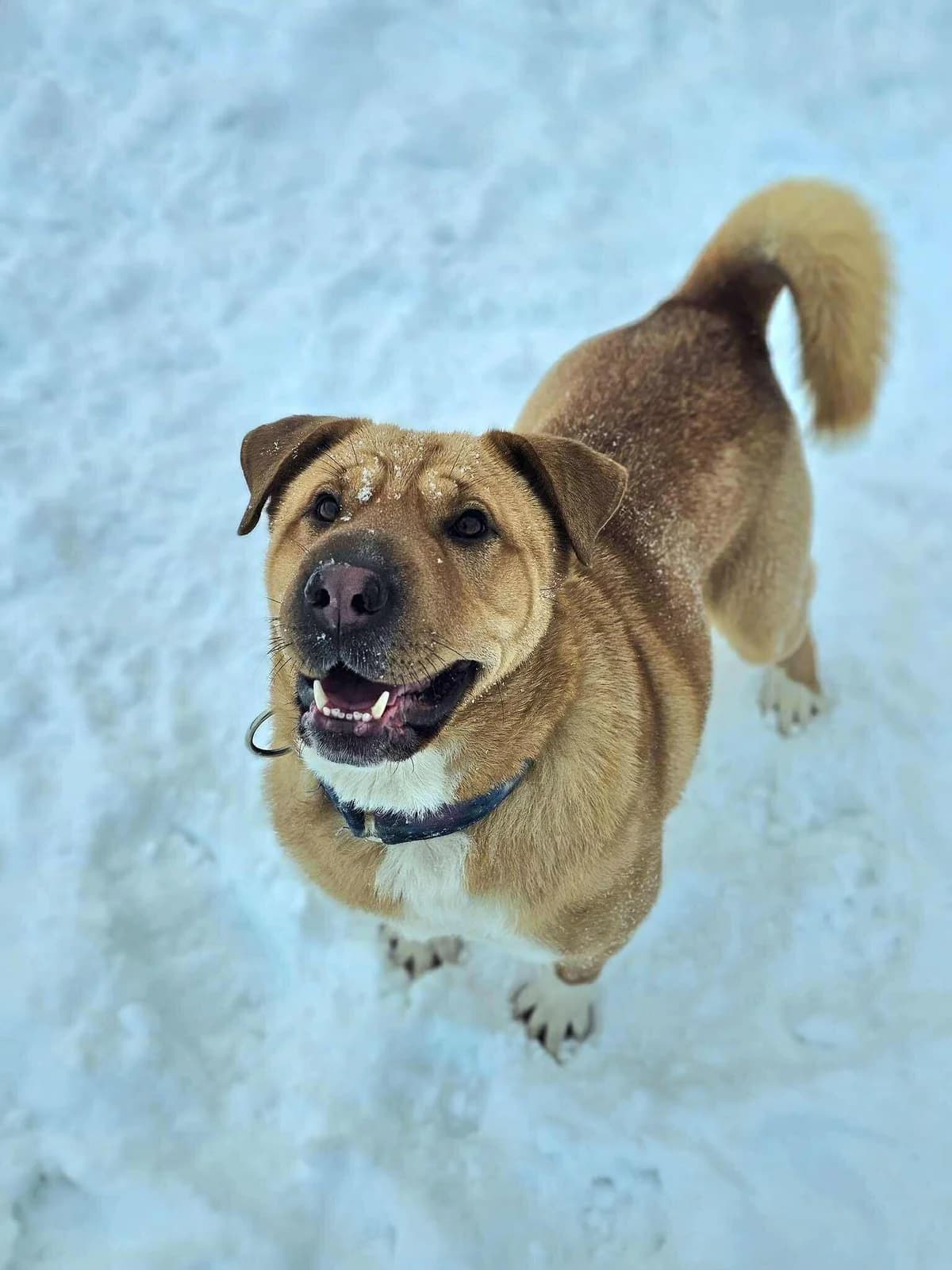 Bahama,  Mixed Breed for adoption at SOS Gyvūnai, Šalčininkų r. sav.