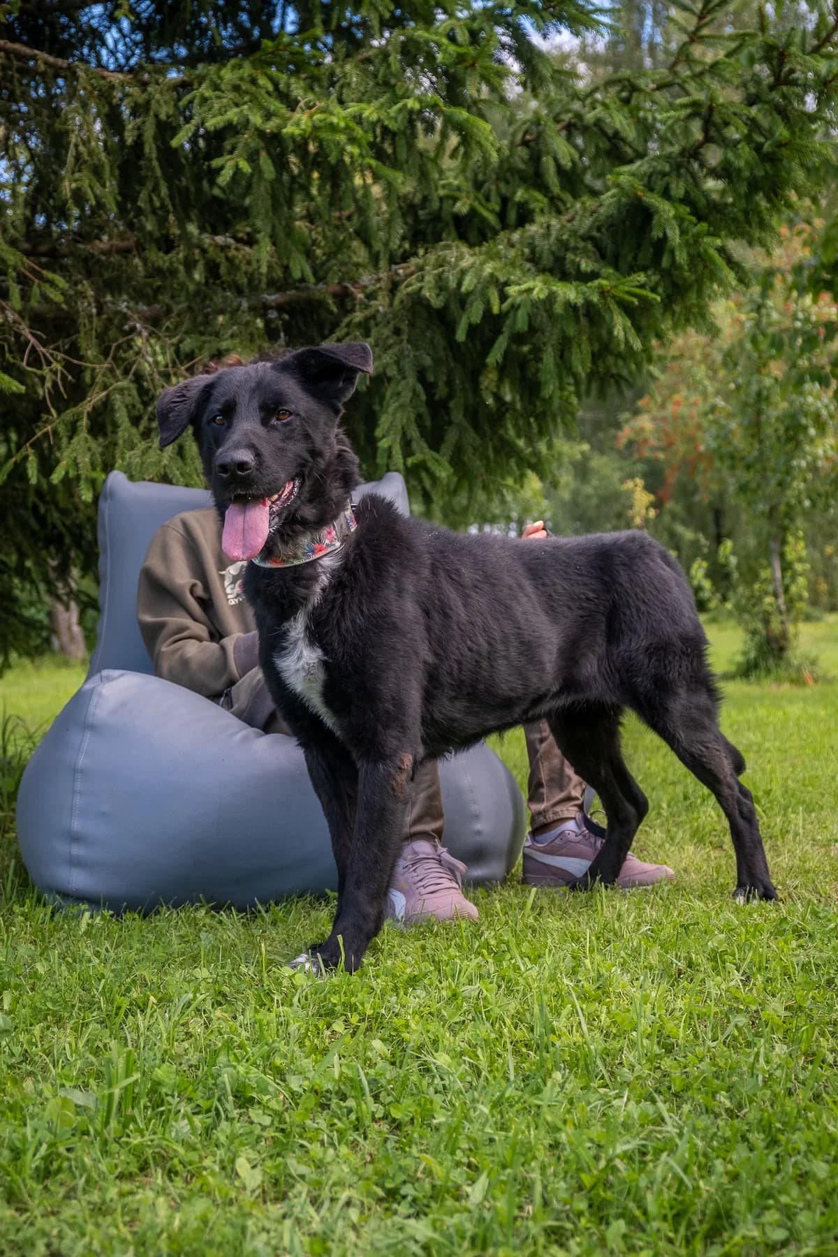 Baronienė Glorija,  senior Mixed Breed for adoption at SOS Gyvūnai, Šalčininkų r. sav.