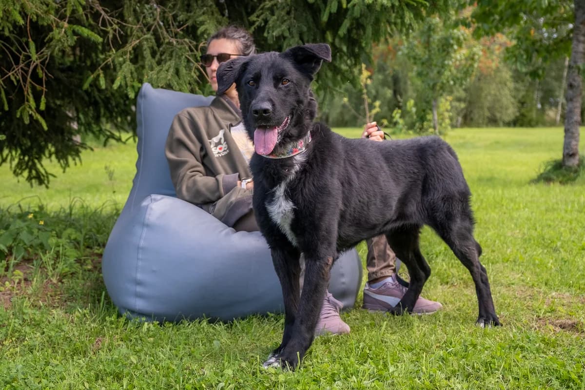 Baronienė Glorija,  Mixed Breed for adoption at SOS Gyvūnai, Šalčininkų r. sav. — photo 2 of 4