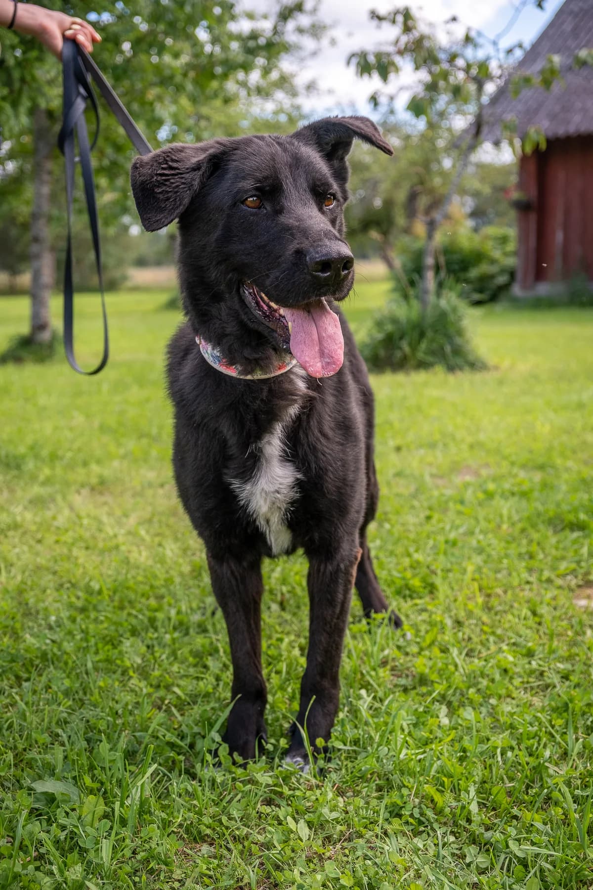 Baronienė Glorija,  Mixed Breed for adoption at SOS Gyvūnai, Šalčininkų r. sav. — photo 3 of 4