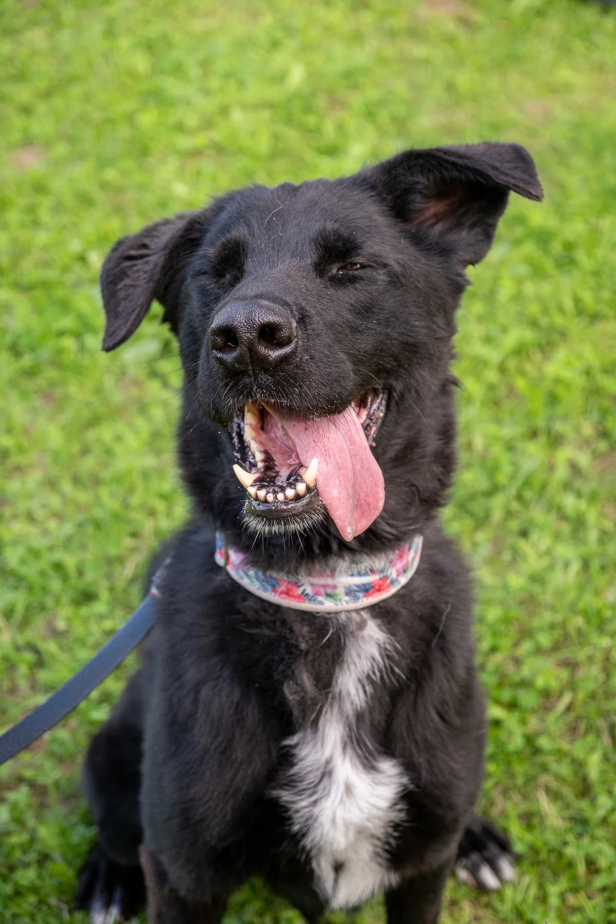 Baronienė Glorija,  Mixed Breed for adoption at SOS Gyvūnai, Šalčininkų r. sav. — photo 4 of 4