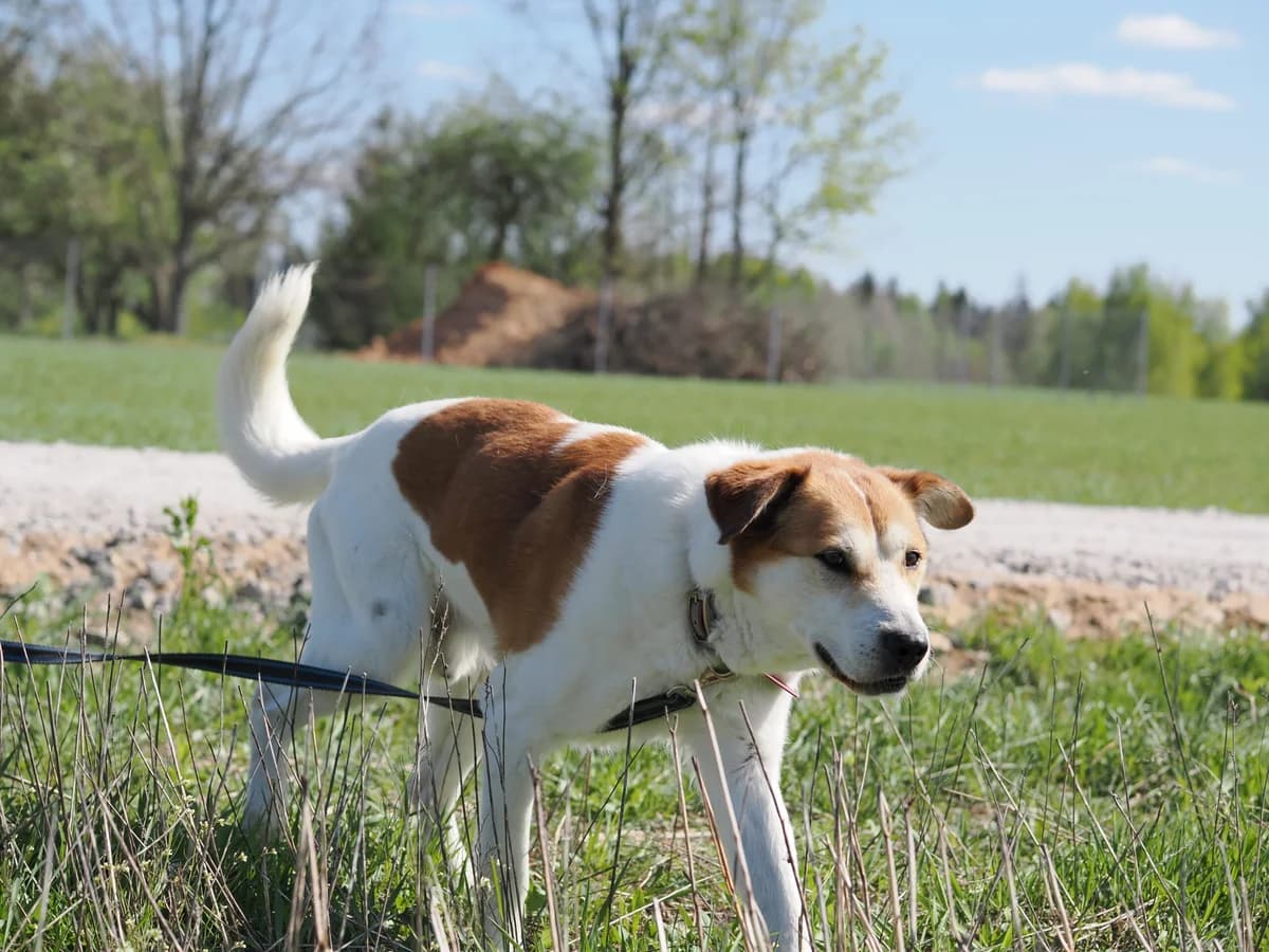 Bimas,  Mixed Breed for adoption at SOS Gyvūnai, Šalčininkų r. sav.