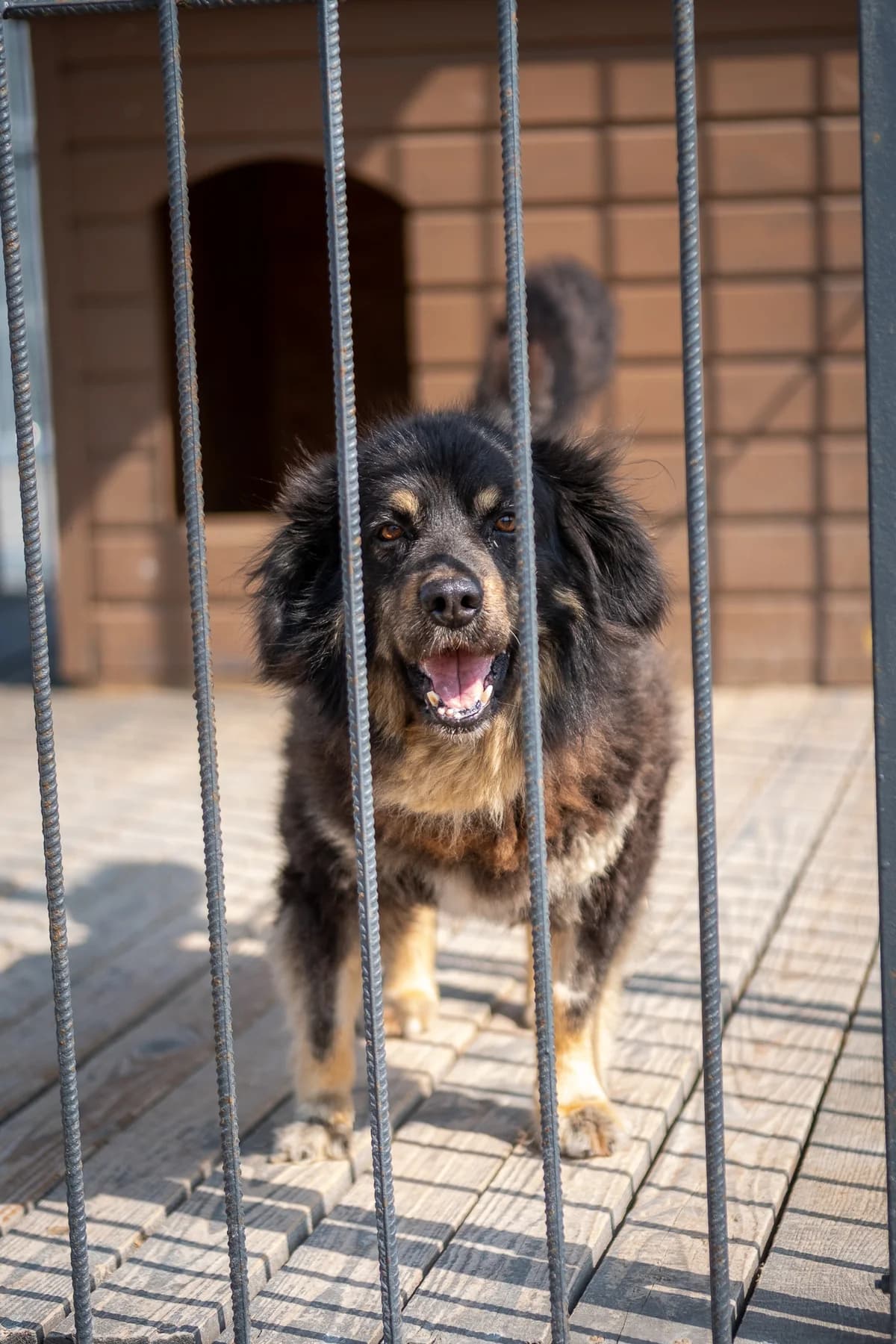 Borgis,  Mixed Breed for adoption at SOS Gyvūnai, Šalčininkų r. sav.