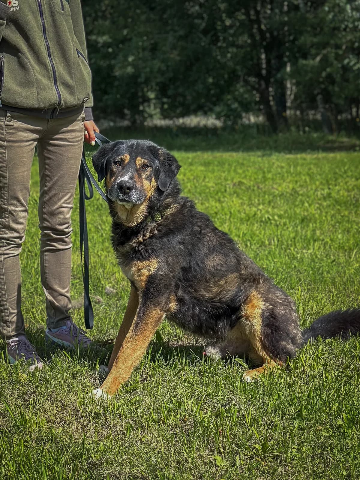Džonis,  Mixed Breed for adoption at SOS Gyvūnai, Šalčininkų r. sav.