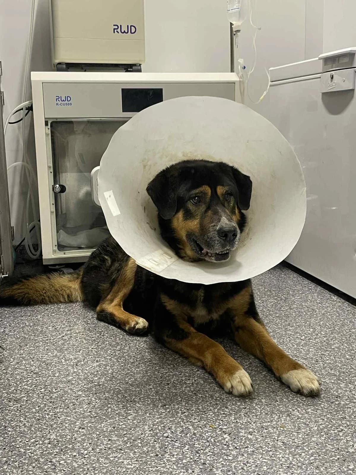 Džonis,  Mixed Breed for adoption at SOS Gyvūnai, Šalčininkų r. sav. — photo 3 of 4