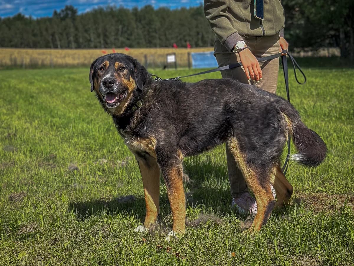 Džonis,  Mixed Breed for adoption at SOS Gyvūnai, Šalčininkų r. sav. — photo 4 of 4