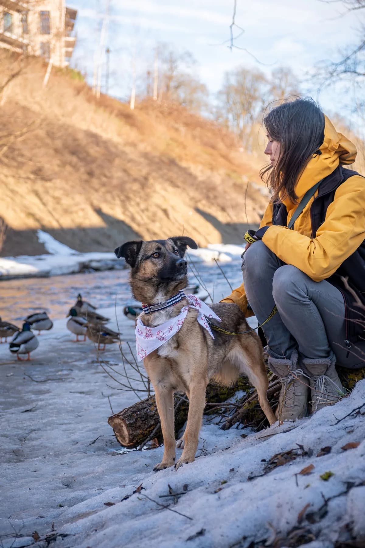 Freizė,  Mixed Breed for adoption at SOS Gyvūnai, Šalčininkų r. sav.
