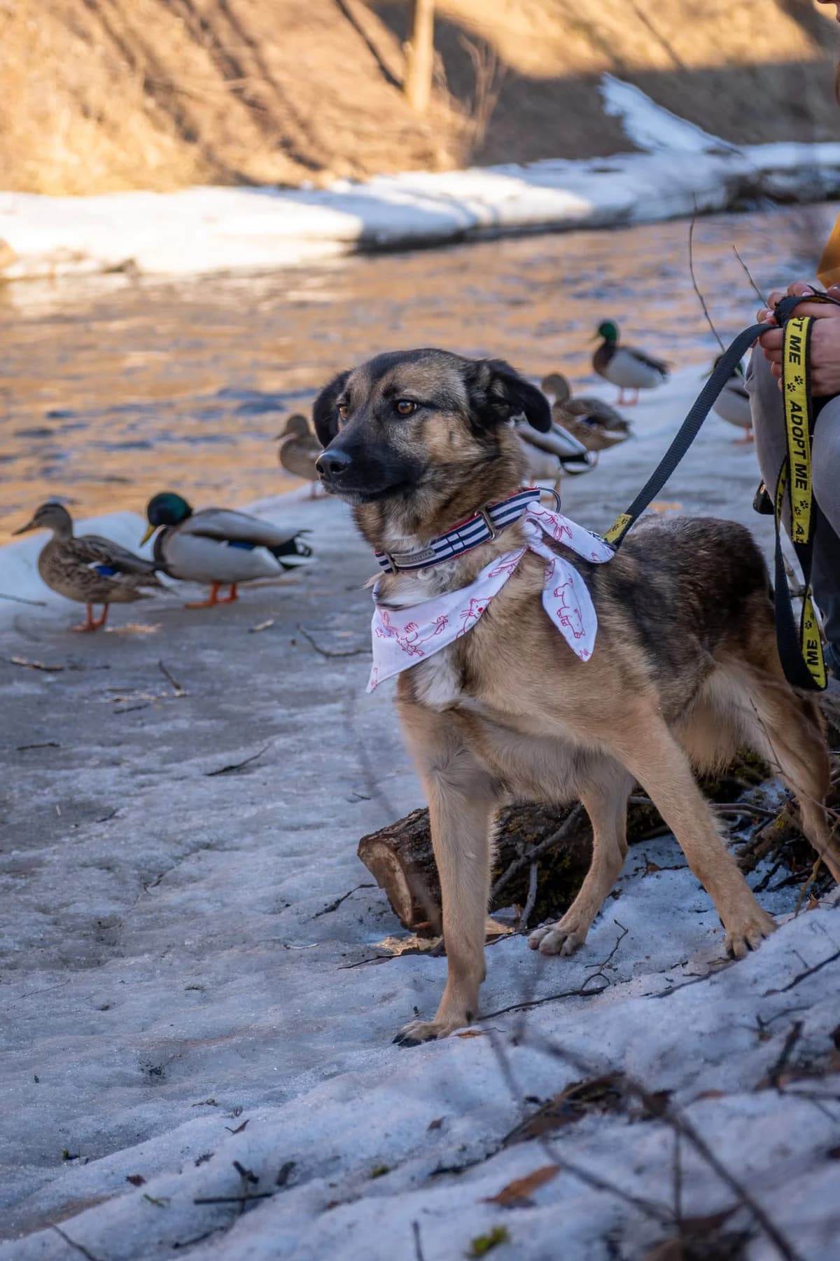 Freizė,  Mixed Breed for adoption at SOS Gyvūnai, Šalčininkų r. sav. — photo 3 of 17