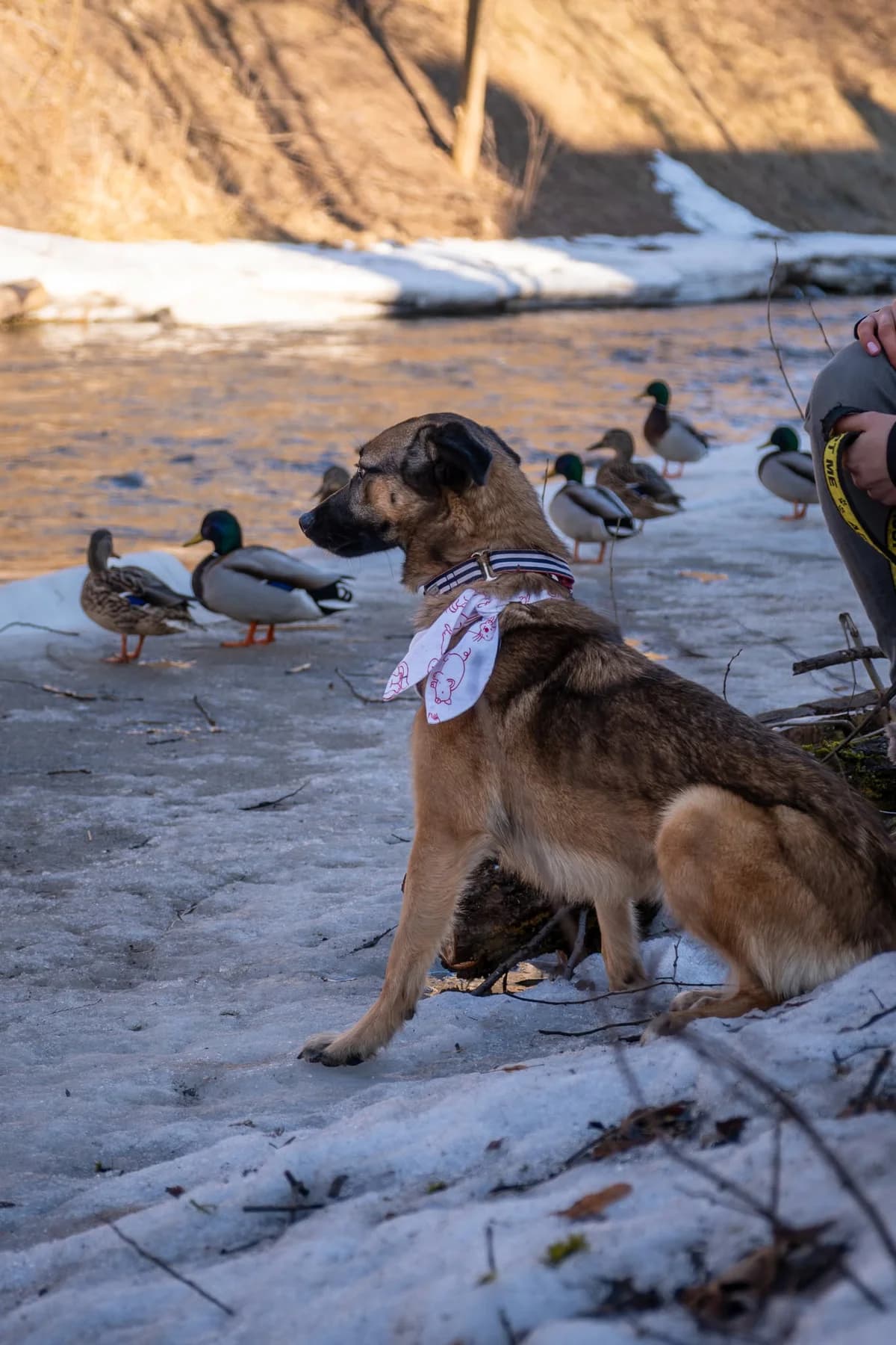 Freizė,  Mixed Breed for adoption at SOS Gyvūnai, Šalčininkų r. sav. — photo 4 of 17