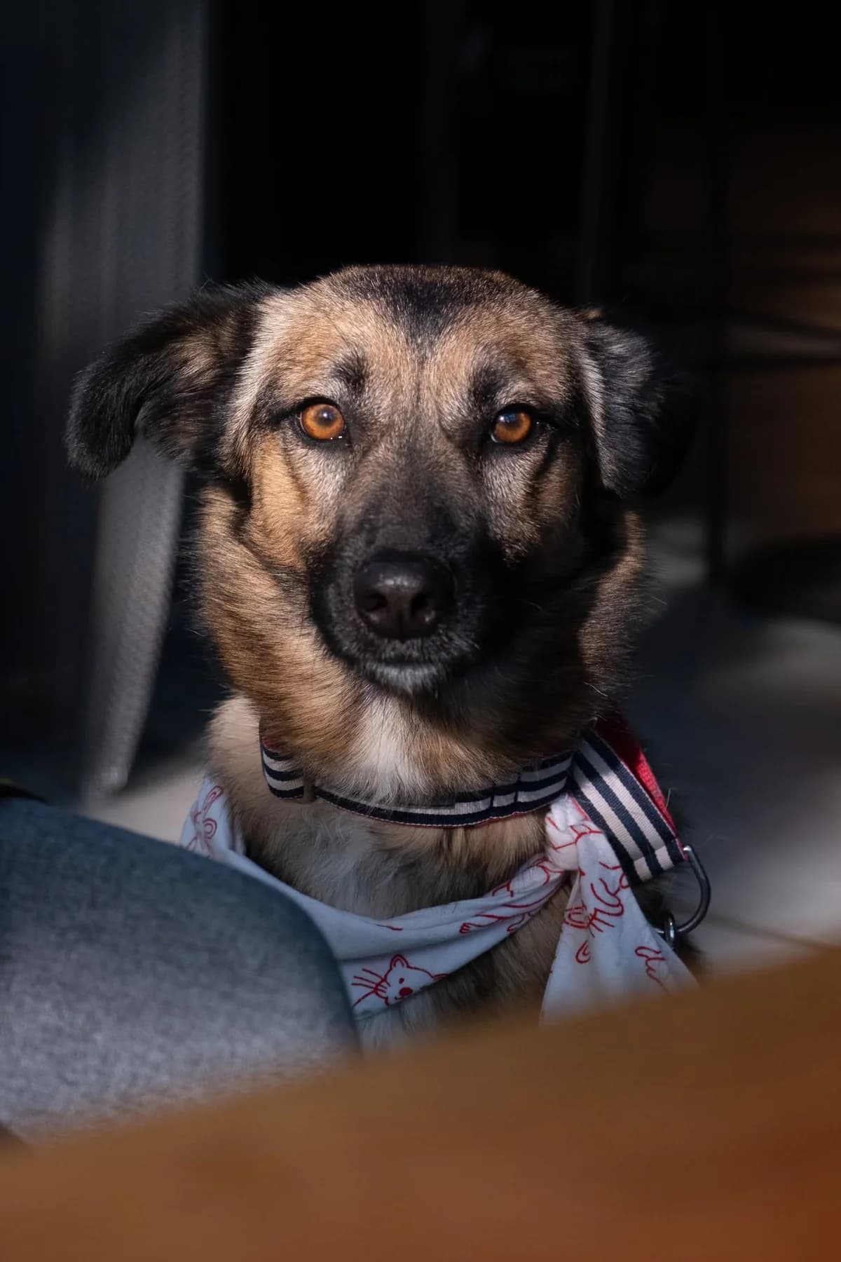Freizė,  Mixed Breed for adoption at SOS Gyvūnai, Šalčininkų r. sav. — photo 8 of 17