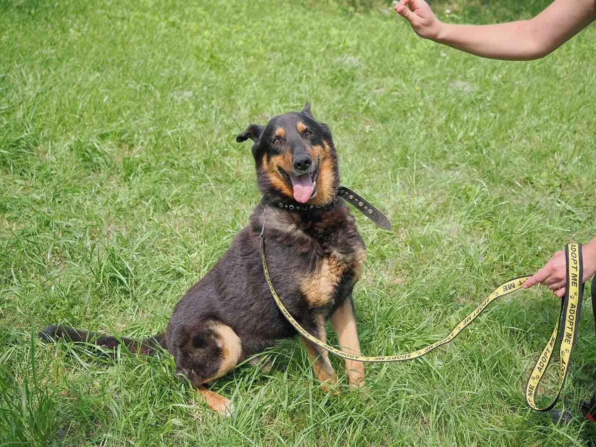 Gotas,  Mixed Breed for adoption at SOS Gyvūnai, Šalčininkų r. sav.