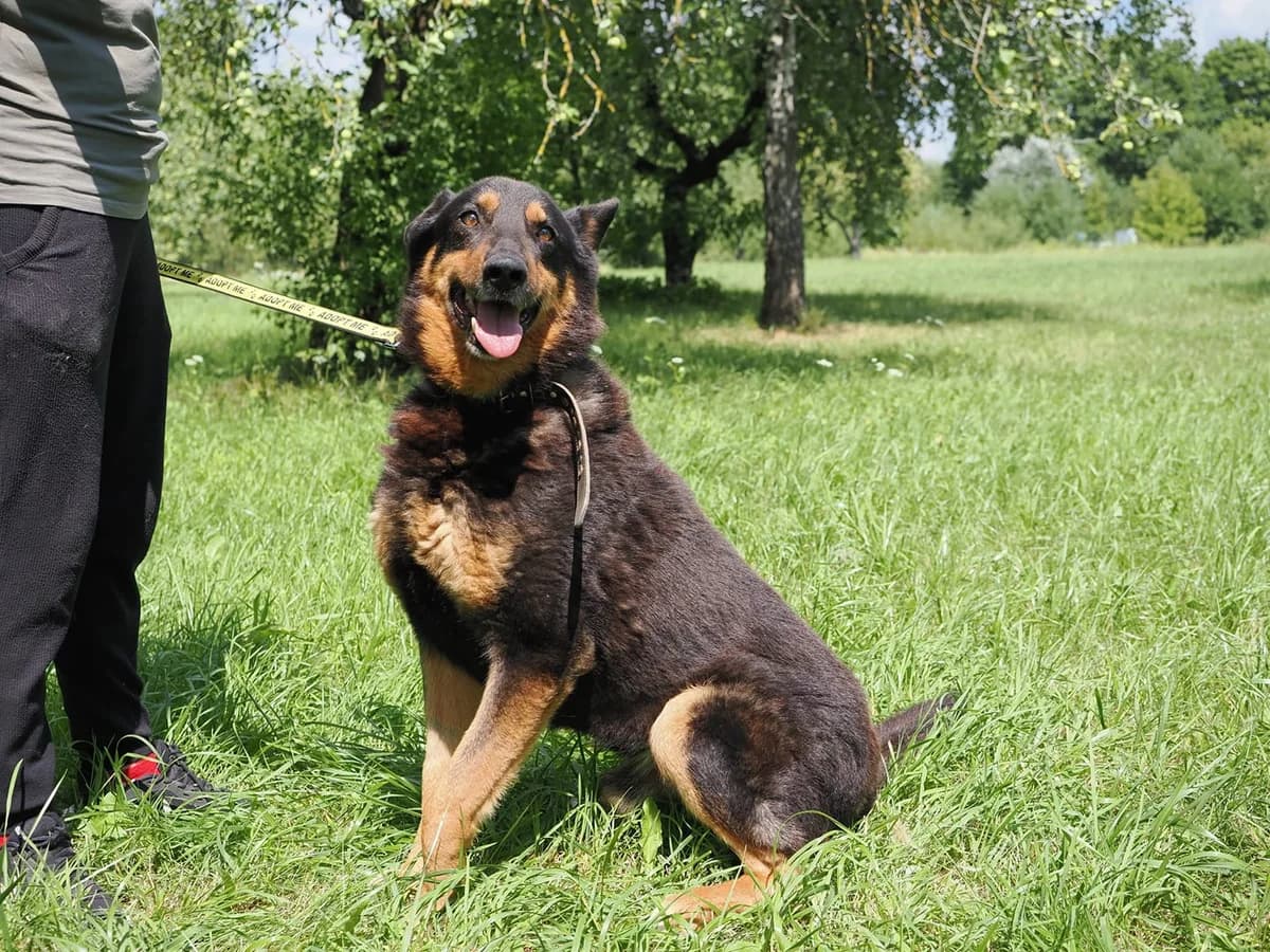 Gotas,  Mixed Breed for adoption at SOS Gyvūnai, Šalčininkų r. sav. — photo 2 of 4
