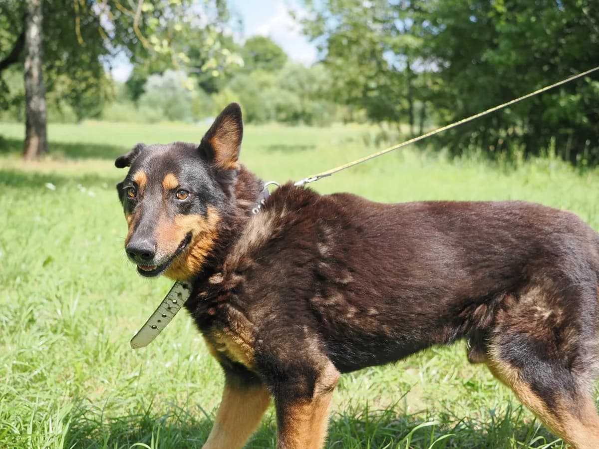 Gotas,  Mixed Breed for adoption at SOS Gyvūnai, Šalčininkų r. sav. — photo 3 of 4