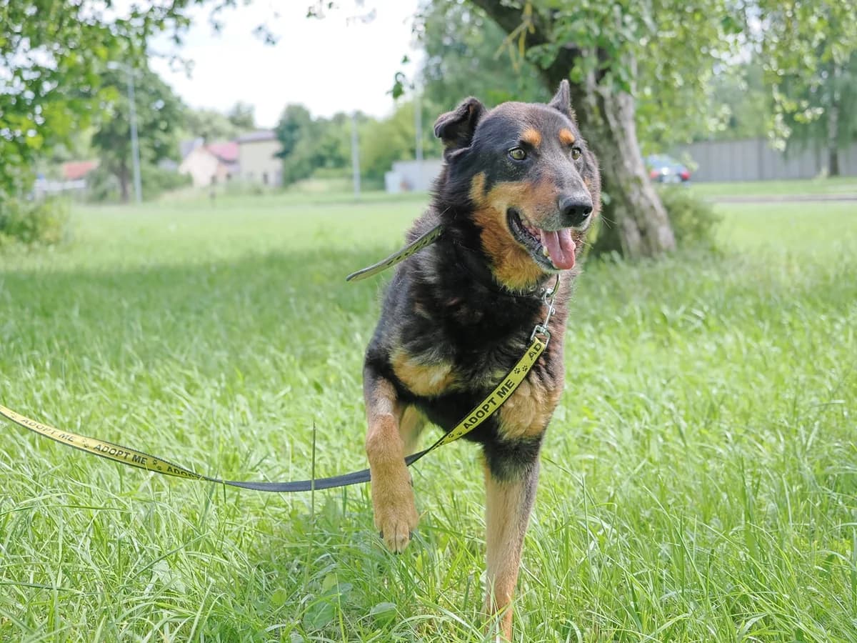 Gotas,  Mixed Breed for adoption at SOS Gyvūnai, Šalčininkų r. sav. — photo 4 of 4