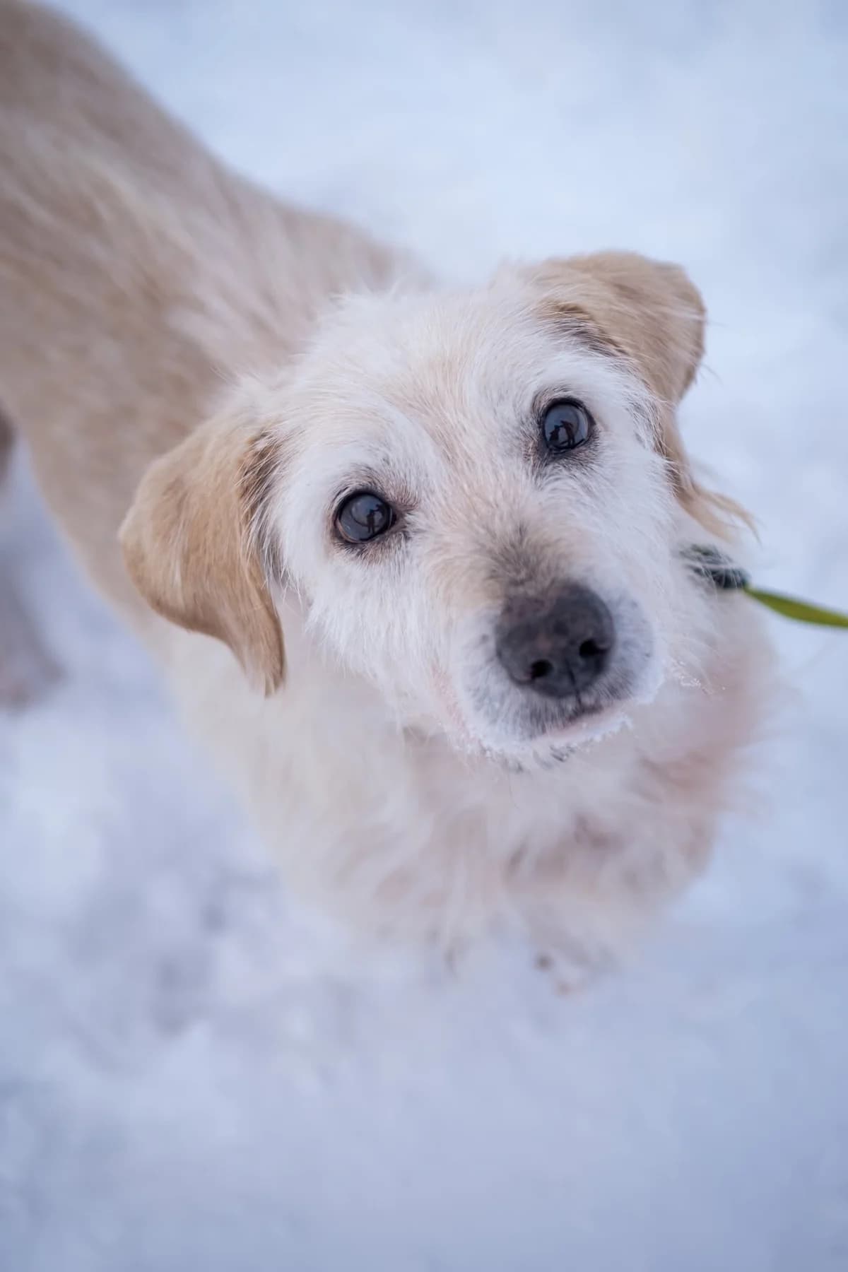 Melmanas, male senior Mixed Breed for adoption at SOS Gyvūnai, Šalčininkų r. sav.