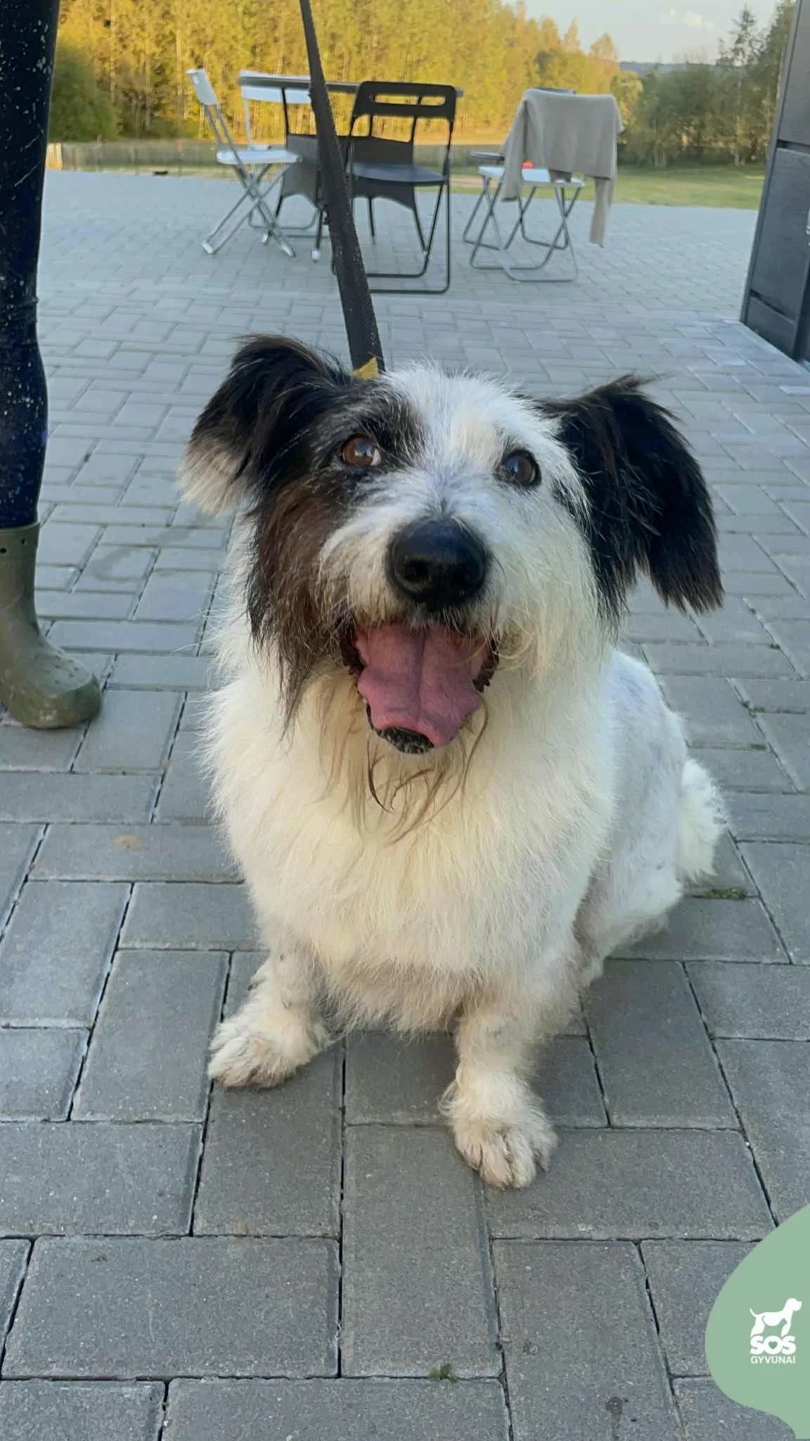Mijagis,  senior Mixed Breed for adoption at SOS Gyvūnai, Šalčininkų r. sav.