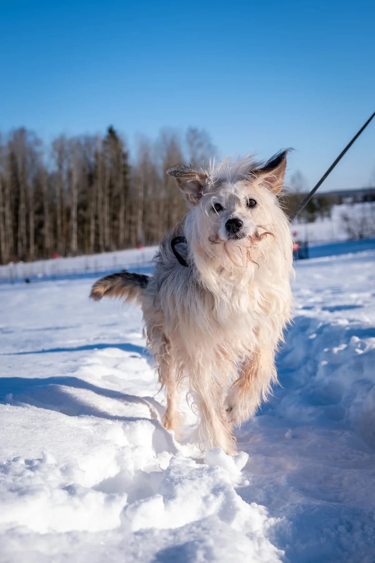 Tėvukas,  senior Mixed Breed for adoption at SOS Gyvūnai, Šalčininkų r. sav.