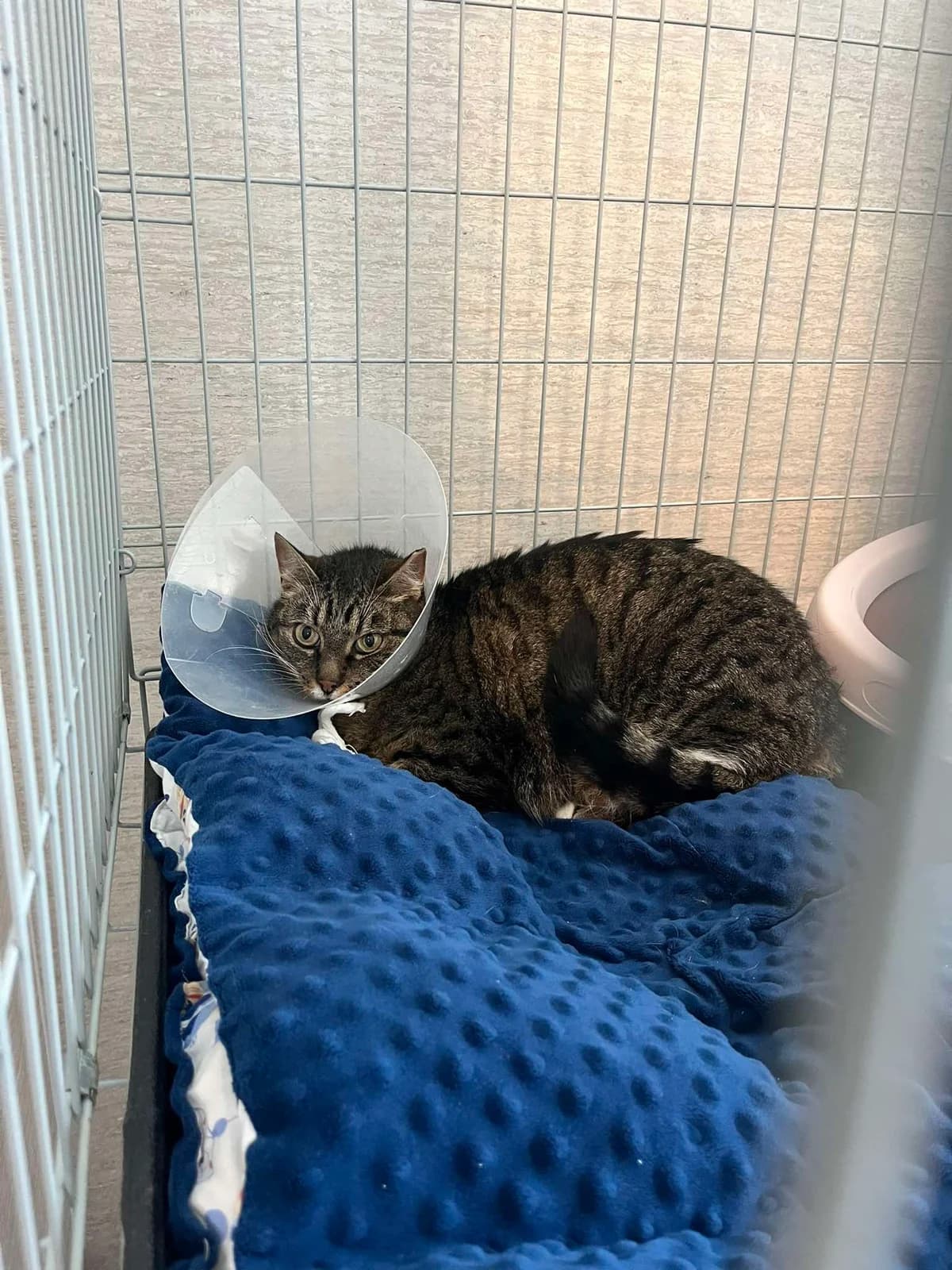 Bijola,  Mixed Breed for adoption at SOS Gyvūnai, Šalčininkų r. sav.