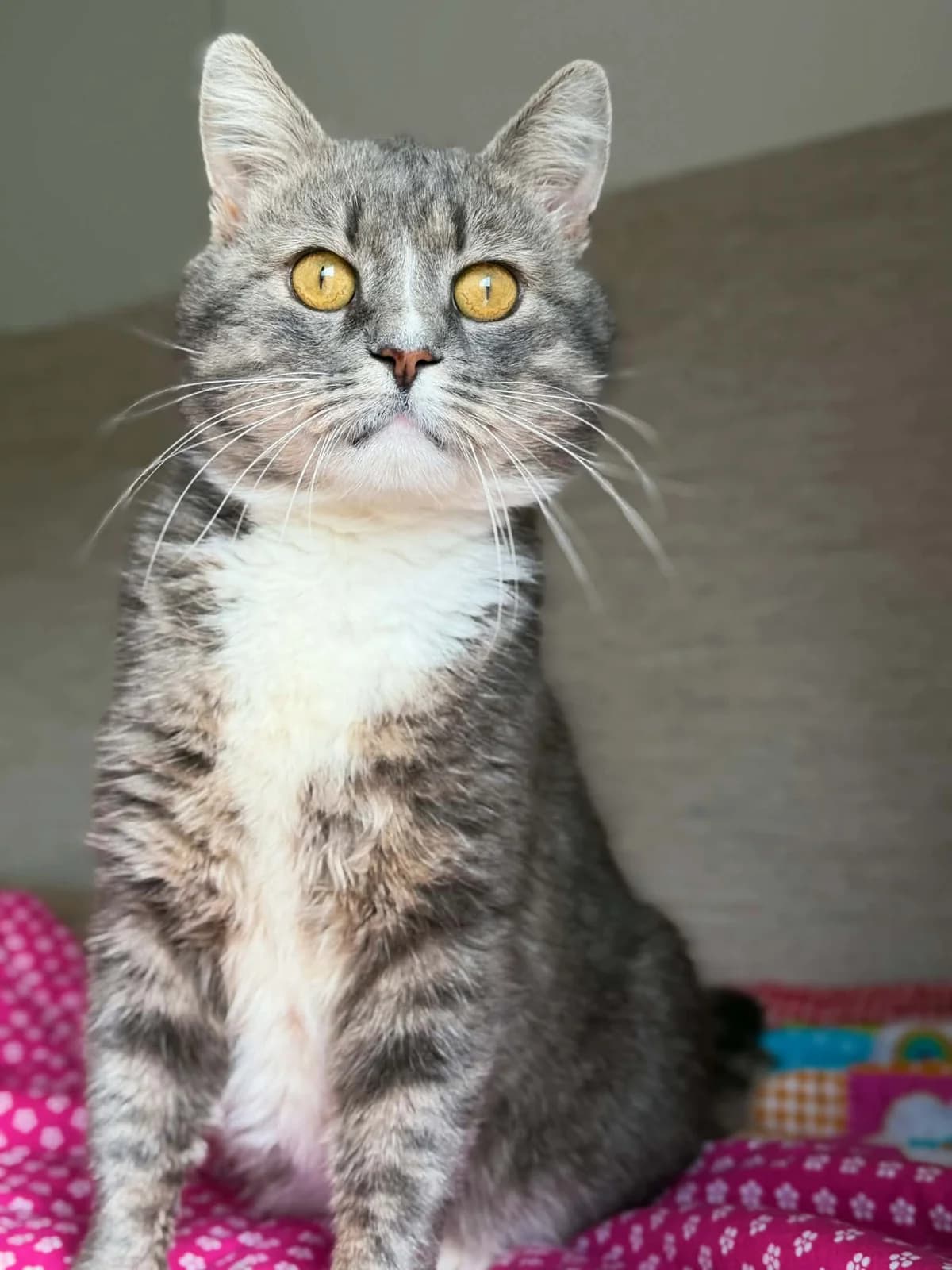 Tahinis, male Mixed Breed for adoption at SOS Gyvūnai, Šalčininkų r. sav.