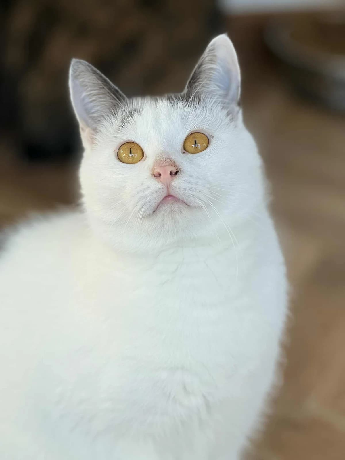Wasabis,  5yo Mixed Breed for adoption at SOS Gyvūnai, Šalčininkų r. sav.
