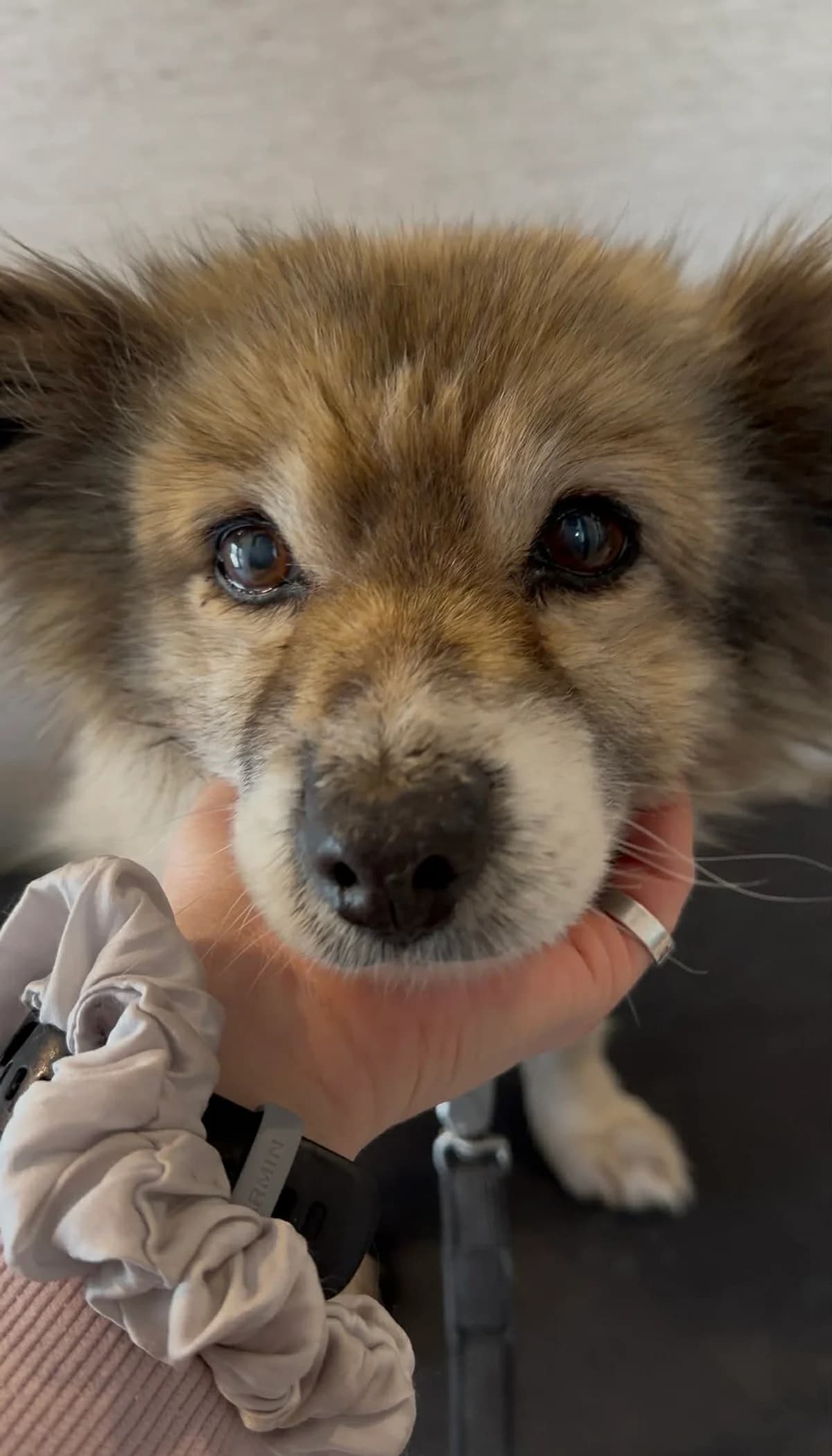 Aivė,  senior Mixed Breed for adoption at SOS Gyvūnai, Šalčininkų r. sav.