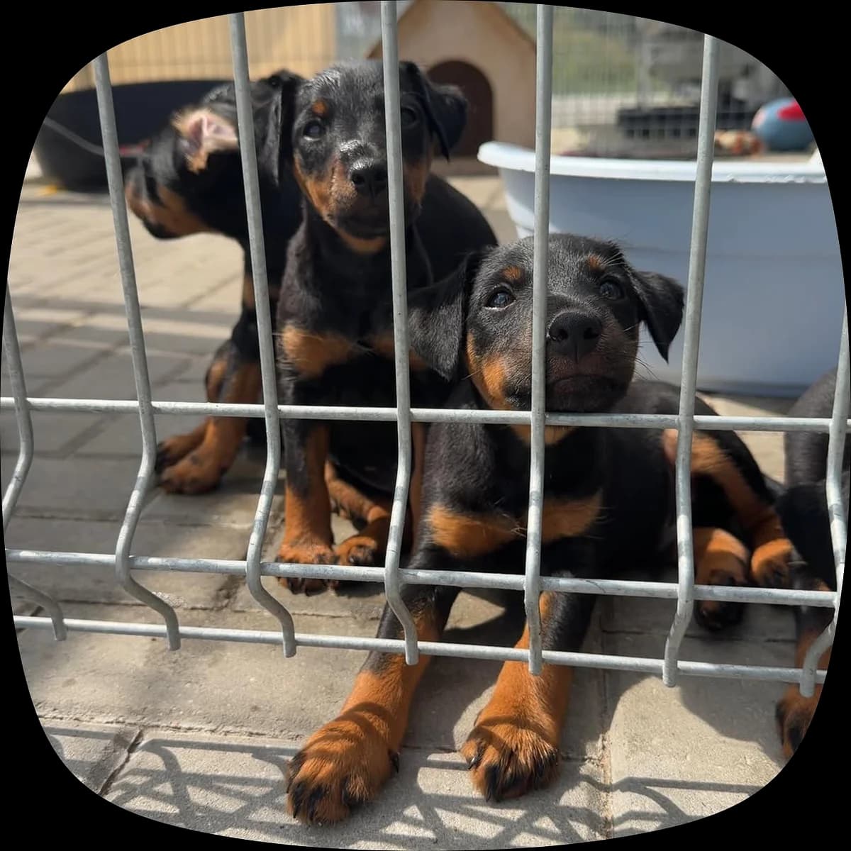 Debora, Dilaila, Dakota, Diksė, Derekas ir Dašas, Mixed Breed (SOS Gyvūnai)