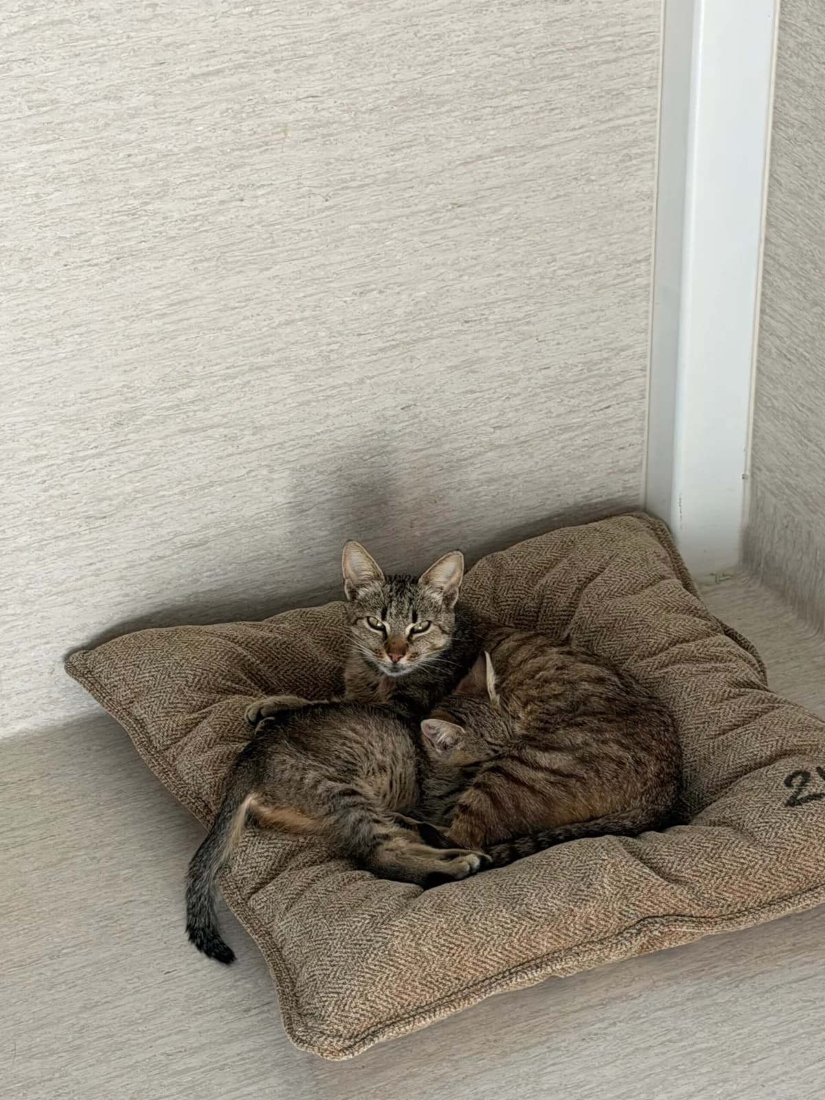 Gaja ir Vėja, Mixed Breed (SOS Gyvūnai)