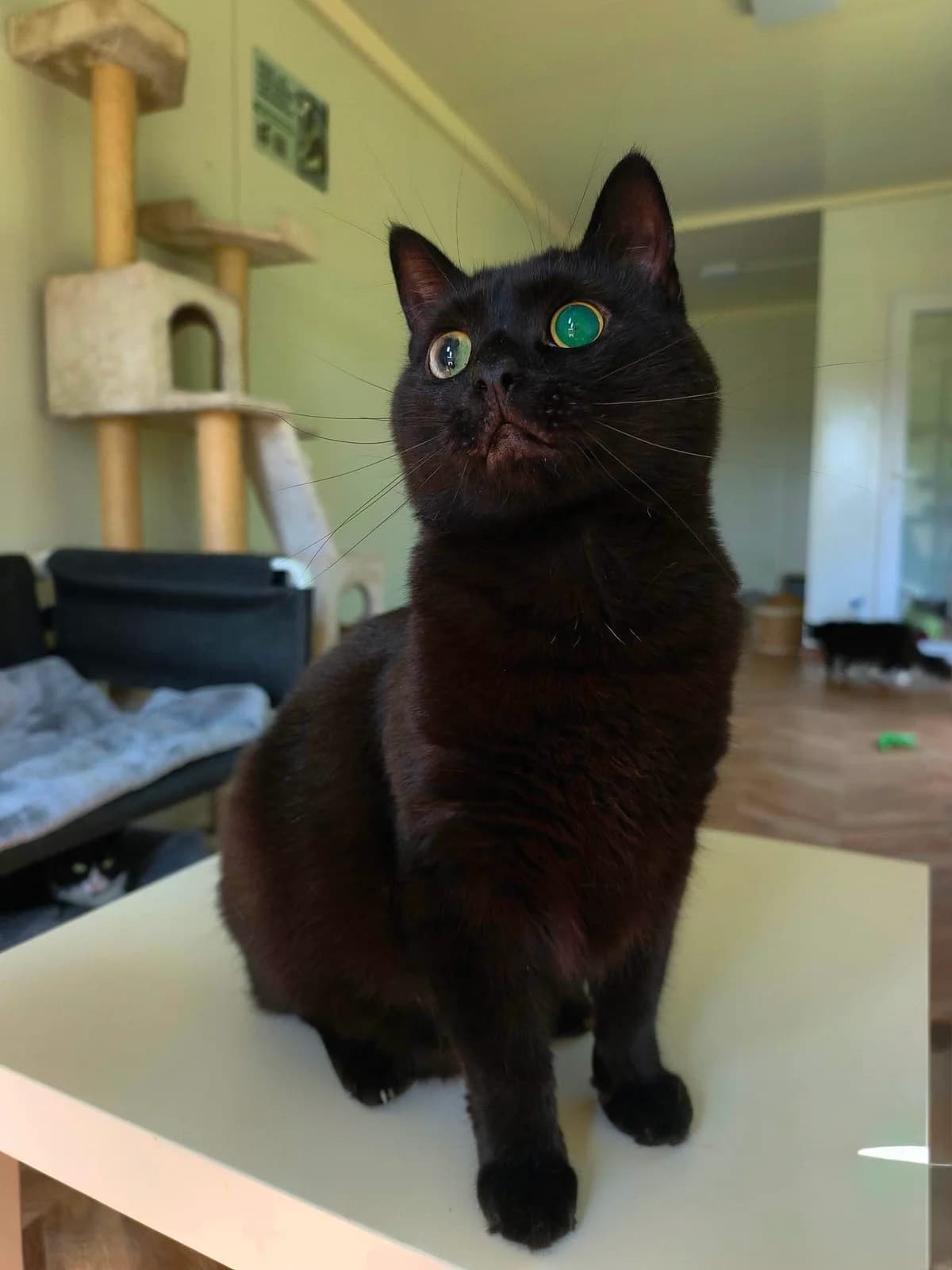 Toksis, Mixed Breed (SOS Gyvūnai)