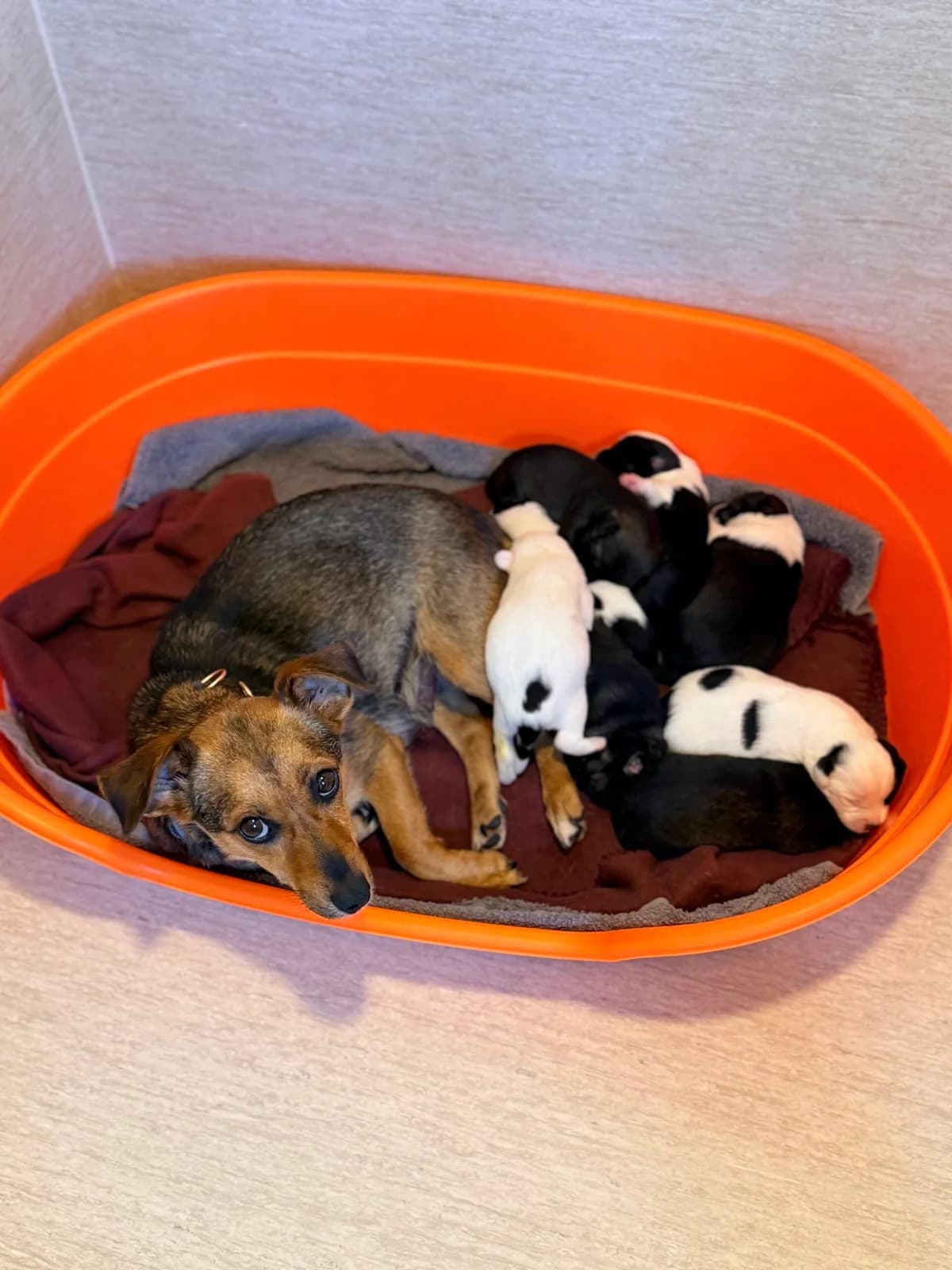 Liza ir jos 8 mažyliai, Mixed Breed (SOS Gyvūnai)