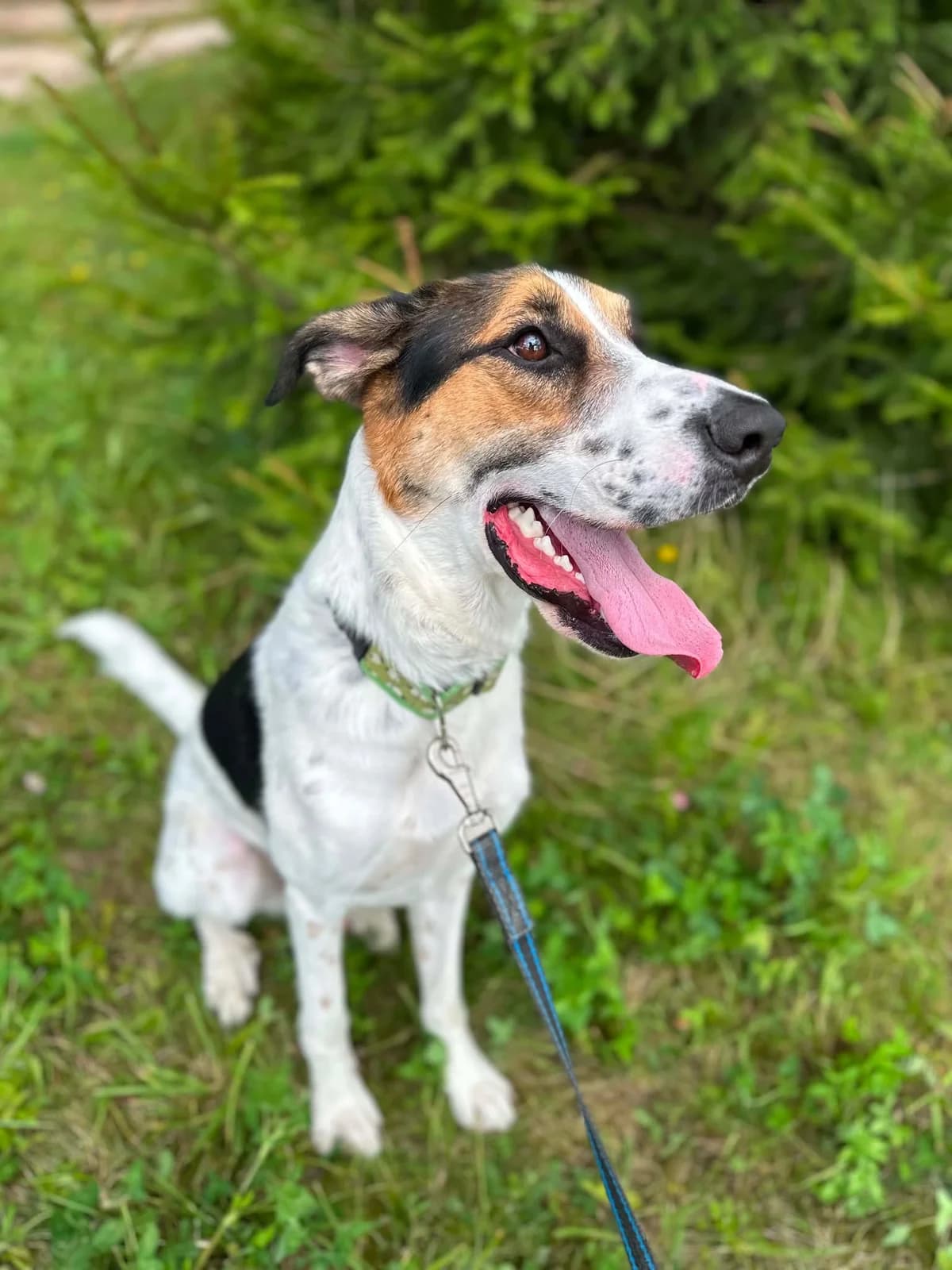 Dubis,  5yo Mixed Breed for adoption at SOS Gyvūnai, Šalčininkų r. sav.
