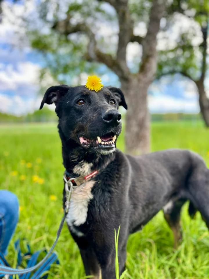Albinas,  Mixed Breed for adoption at SOS Gyvūnai, Šalčininkų r. sav.