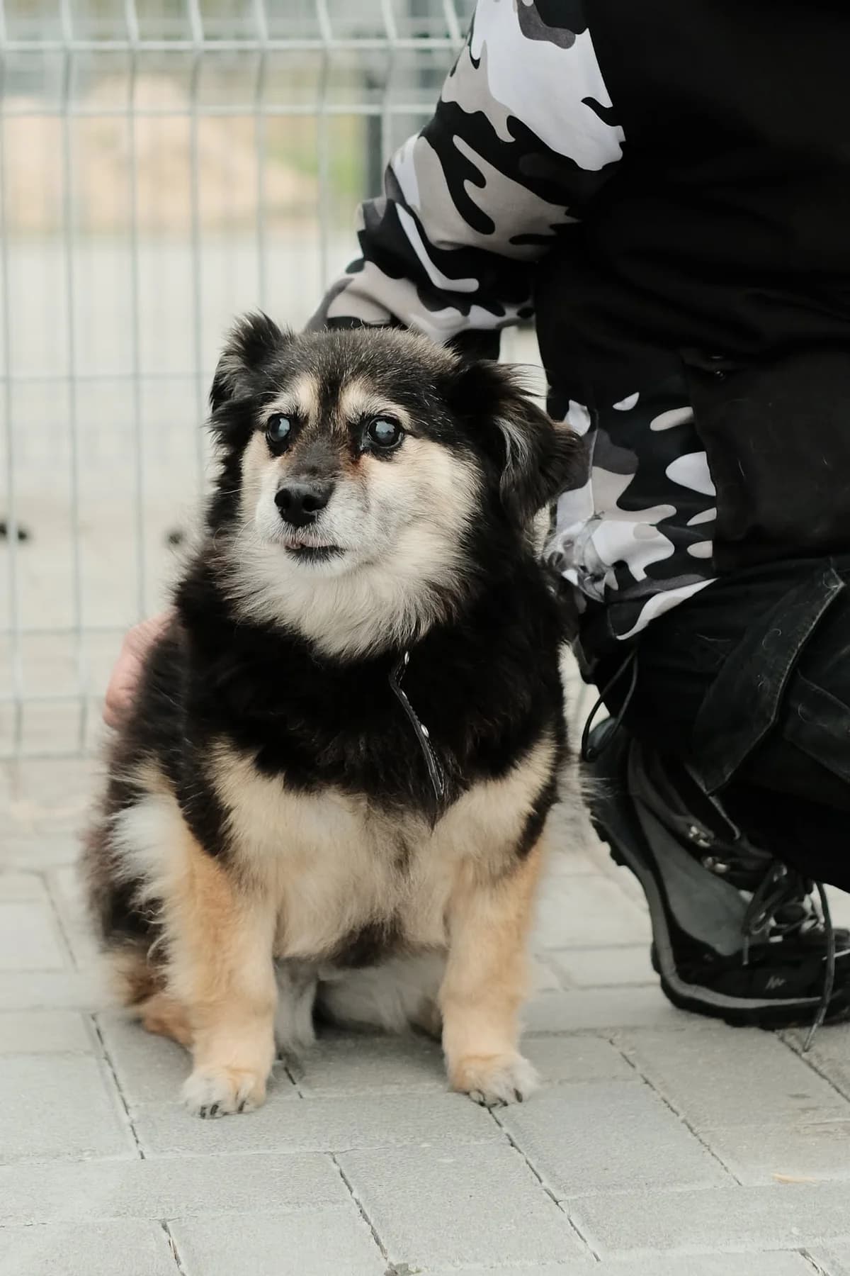 Alyta,  Mixed Breed for adoption at SOS Gyvūnai, Šalčininkų r. sav.