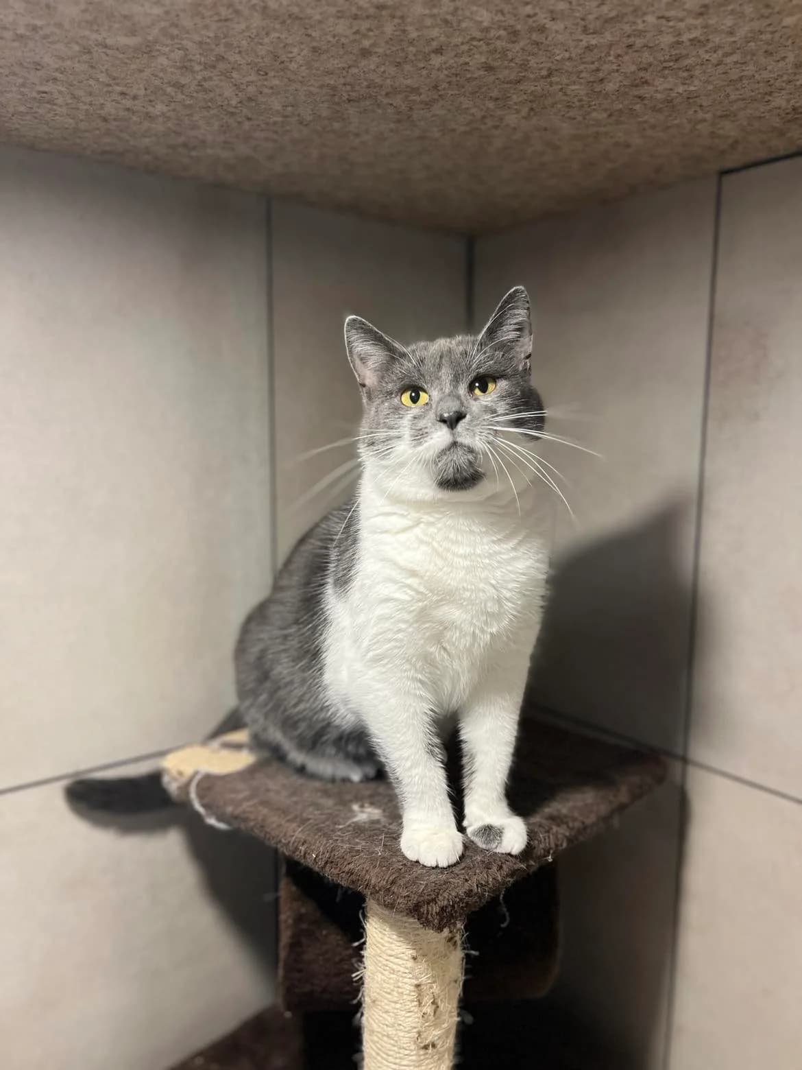 Arvena,  Mixed Breed for adoption at SOS Gyvūnai, Šalčininkų r. sav.