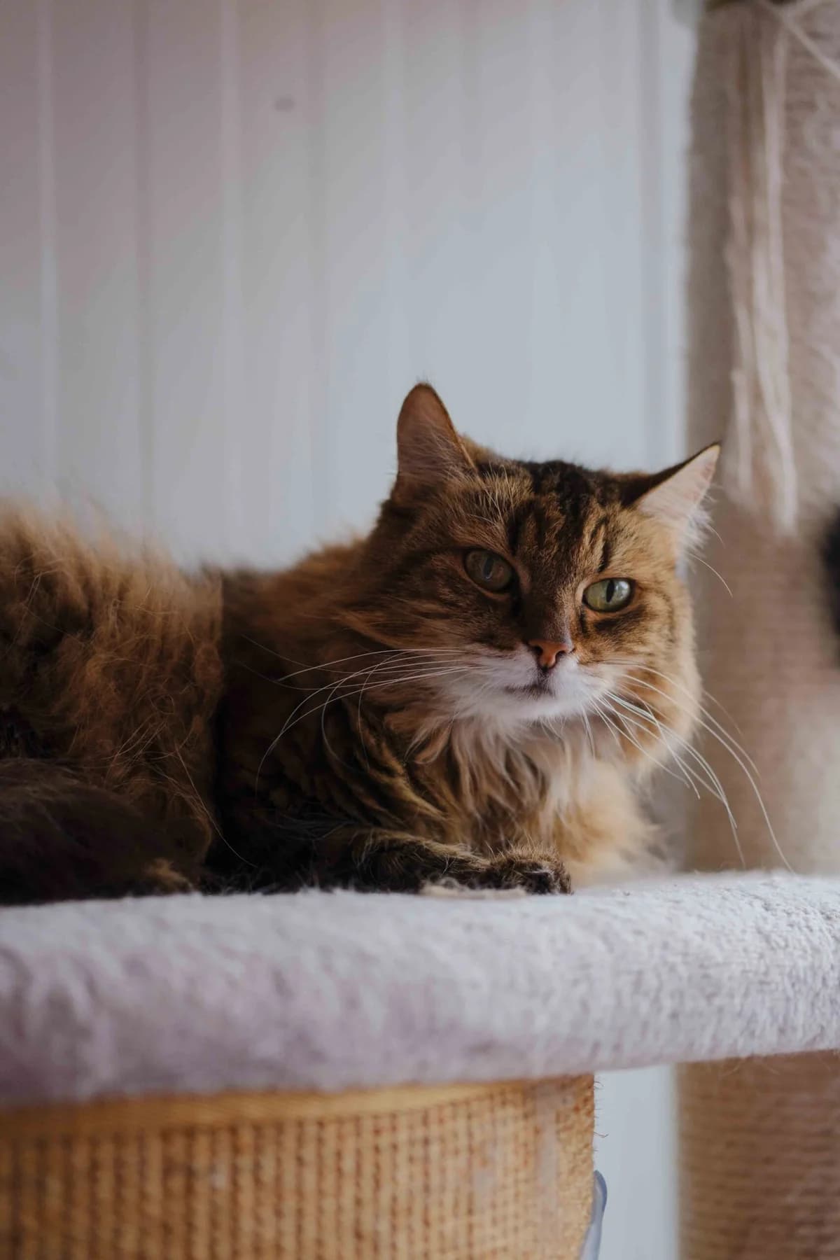 Katytė, female Mixed Breed for adoption at SOS Gyvūnai, Šalčininkų r. sav.