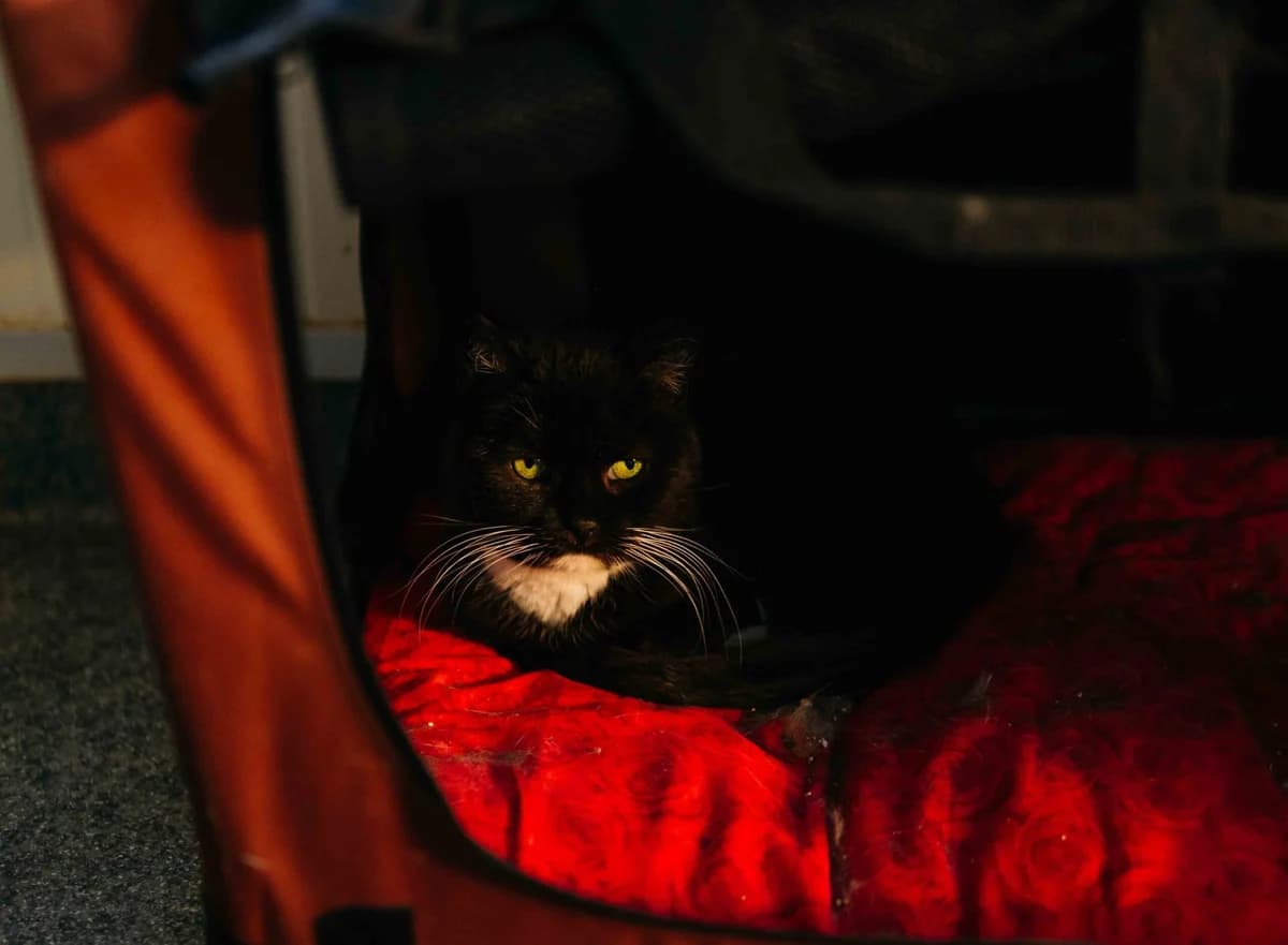 Nemė,  Mixed Breed for adoption at SOS Gyvūnai, Šalčininkų r. sav.