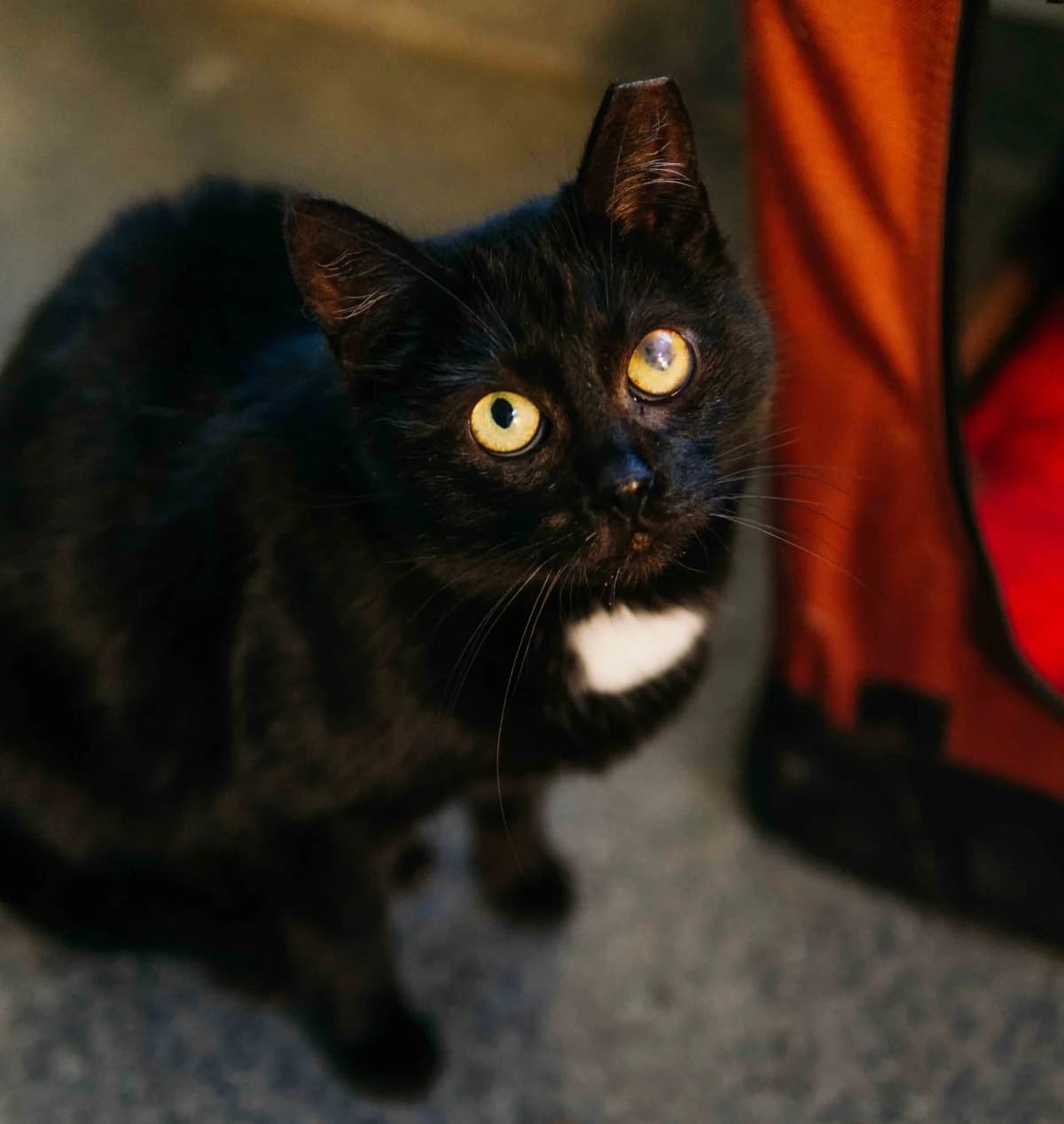Koko,  Mixed Breed for adoption at SOS Gyvūnai, Šalčininkų r. sav.