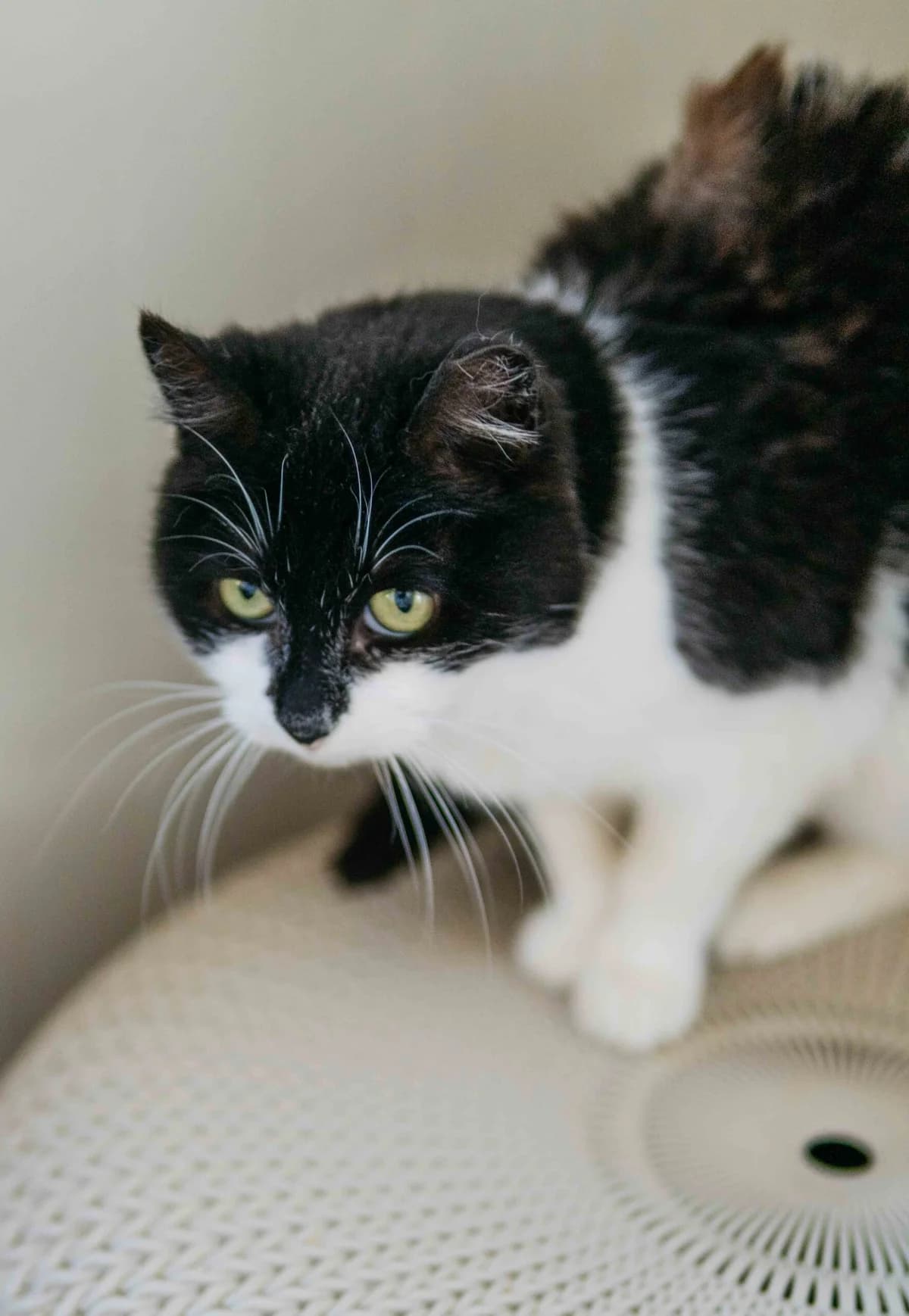 Latvė,  Mixed Breed for adoption at SOS Gyvūnai, Šalčininkų r. sav.