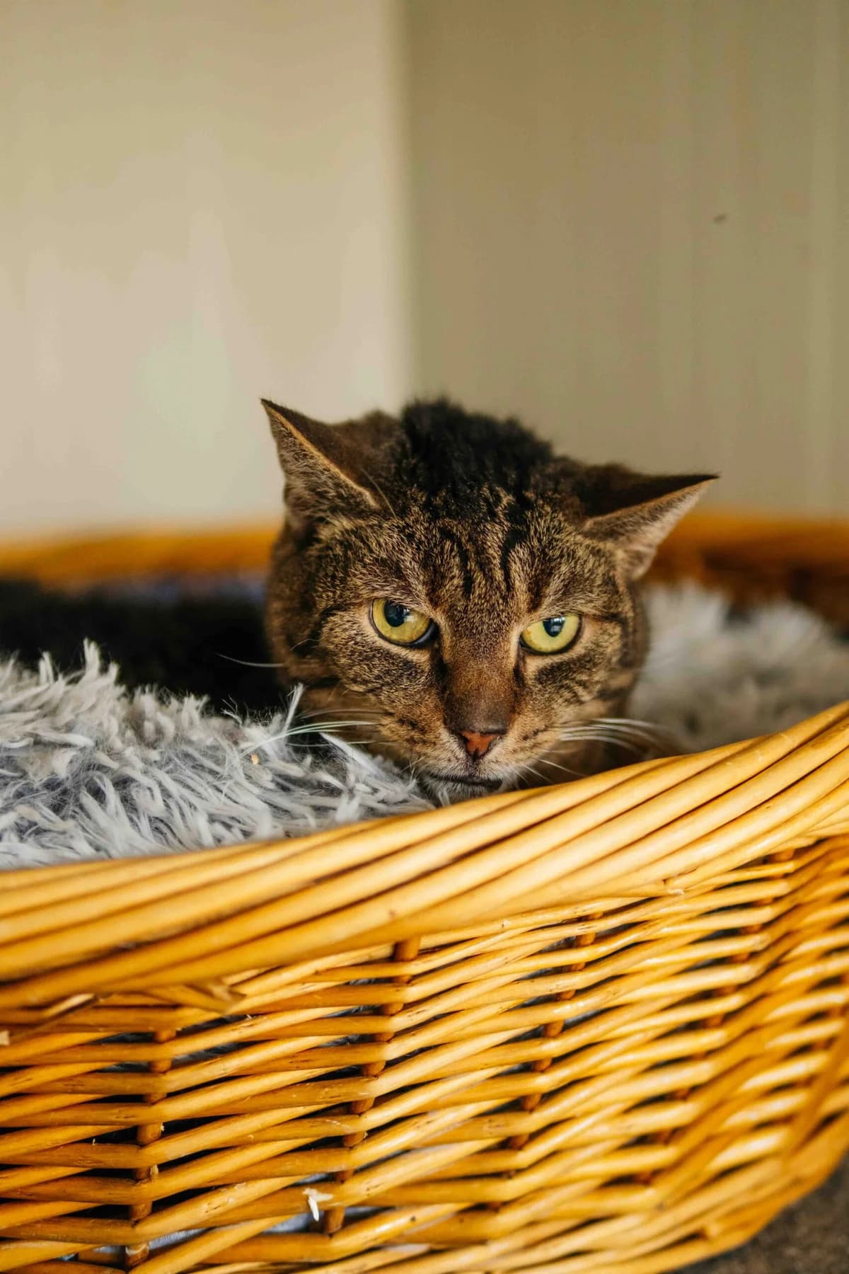 Geležinis Ledis,  Mixed Breed for adoption at SOS Gyvūnai, Šalčininkų r. sav.