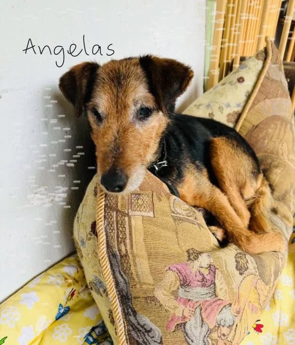Angelas, Ruda male senior mixed breed for adoption at Tautmiles globa, Vilniaus r. sav.